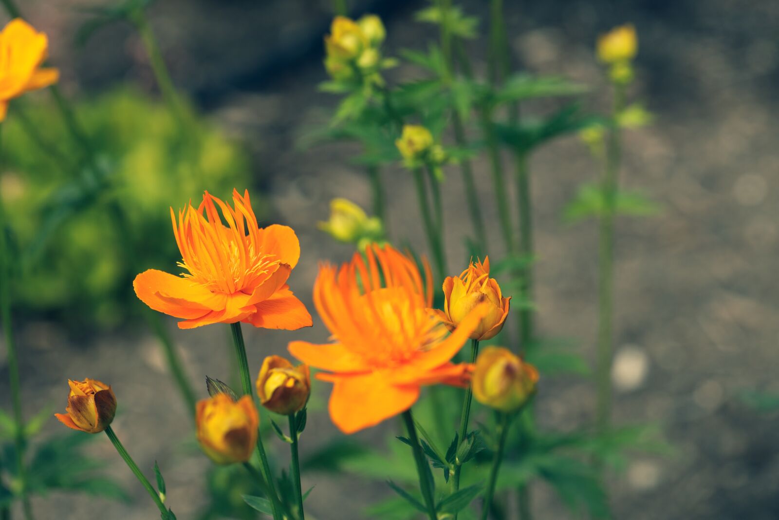 Canon EOS R sample photo. Flower, blossom, garden photography