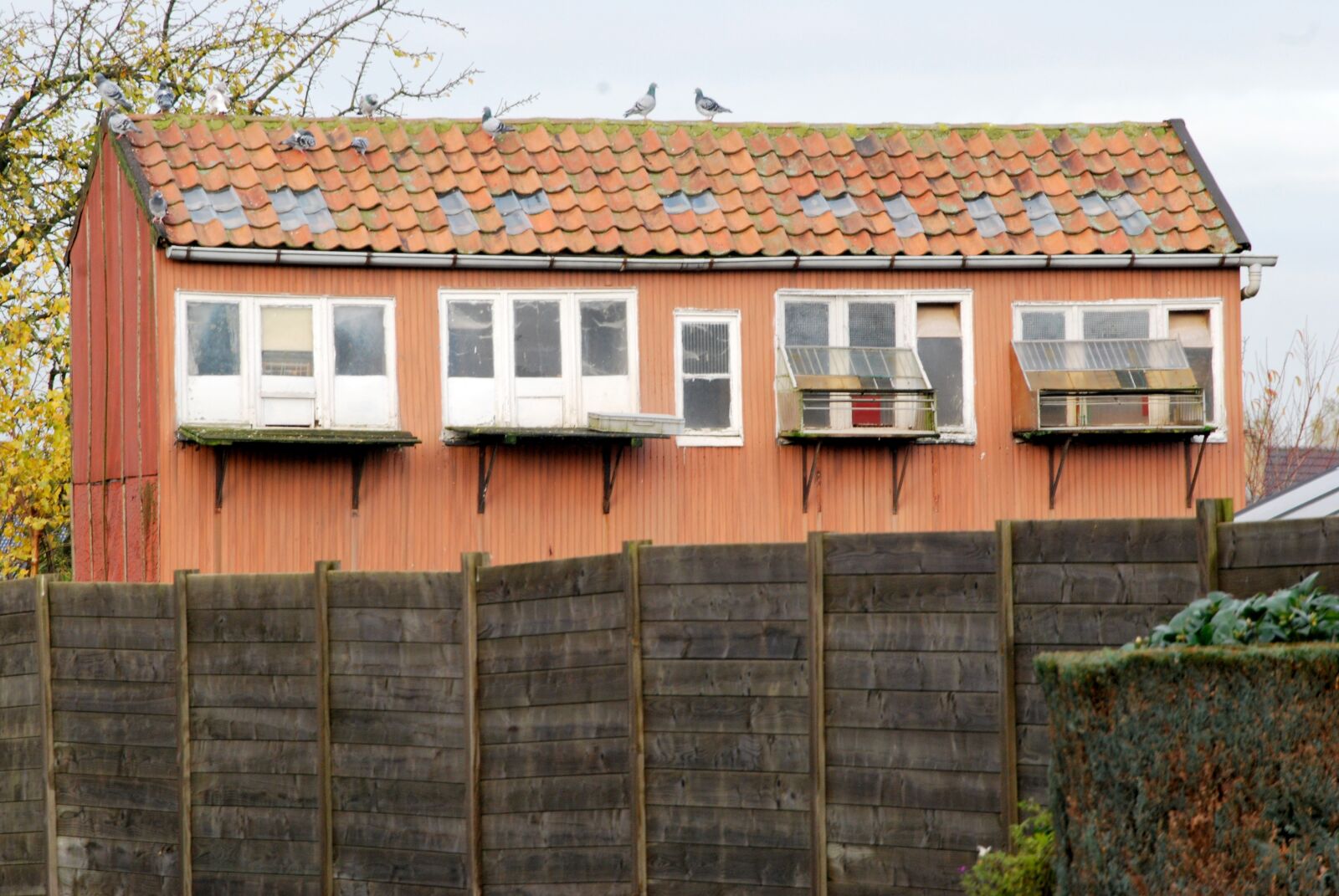 Nikon D60 sample photo. Pigeons, pigeon, dovecote photography