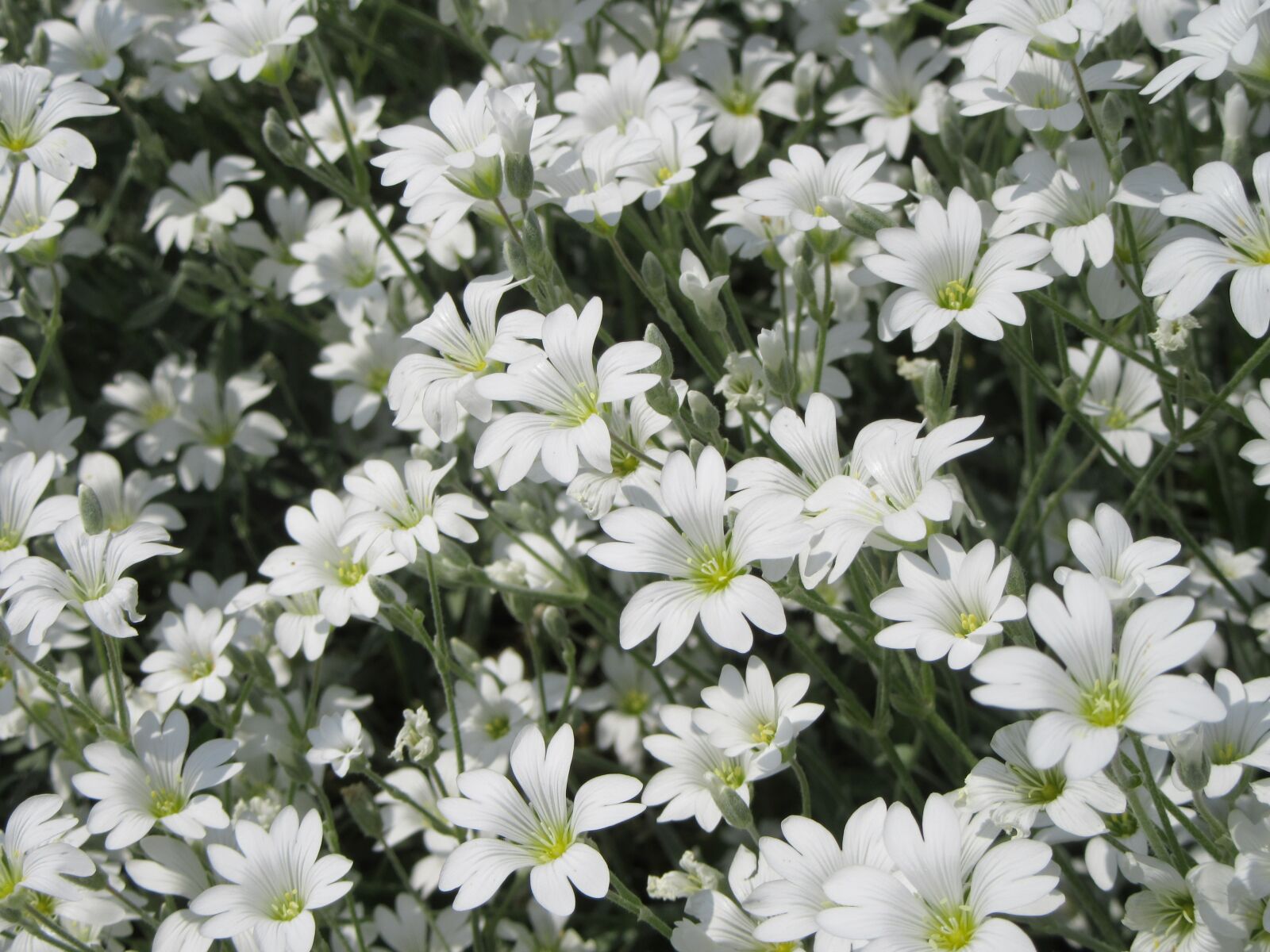 Цветы цветущие белыми цветами