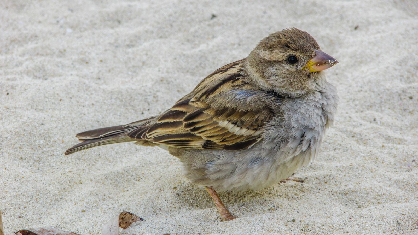 Canon PowerShot SX400 IS sample photo. Sparrow, cute, looking photography