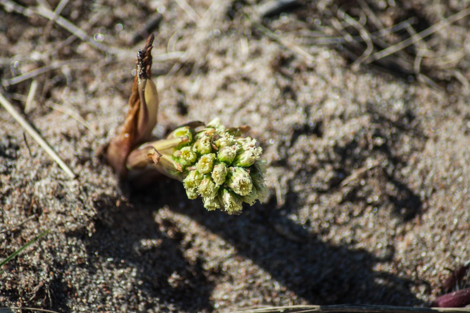 Canon EOS 350D (EOS Digital Rebel XT / EOS Kiss Digital N) sample photo. Petasites spurius, flower, nature photography
