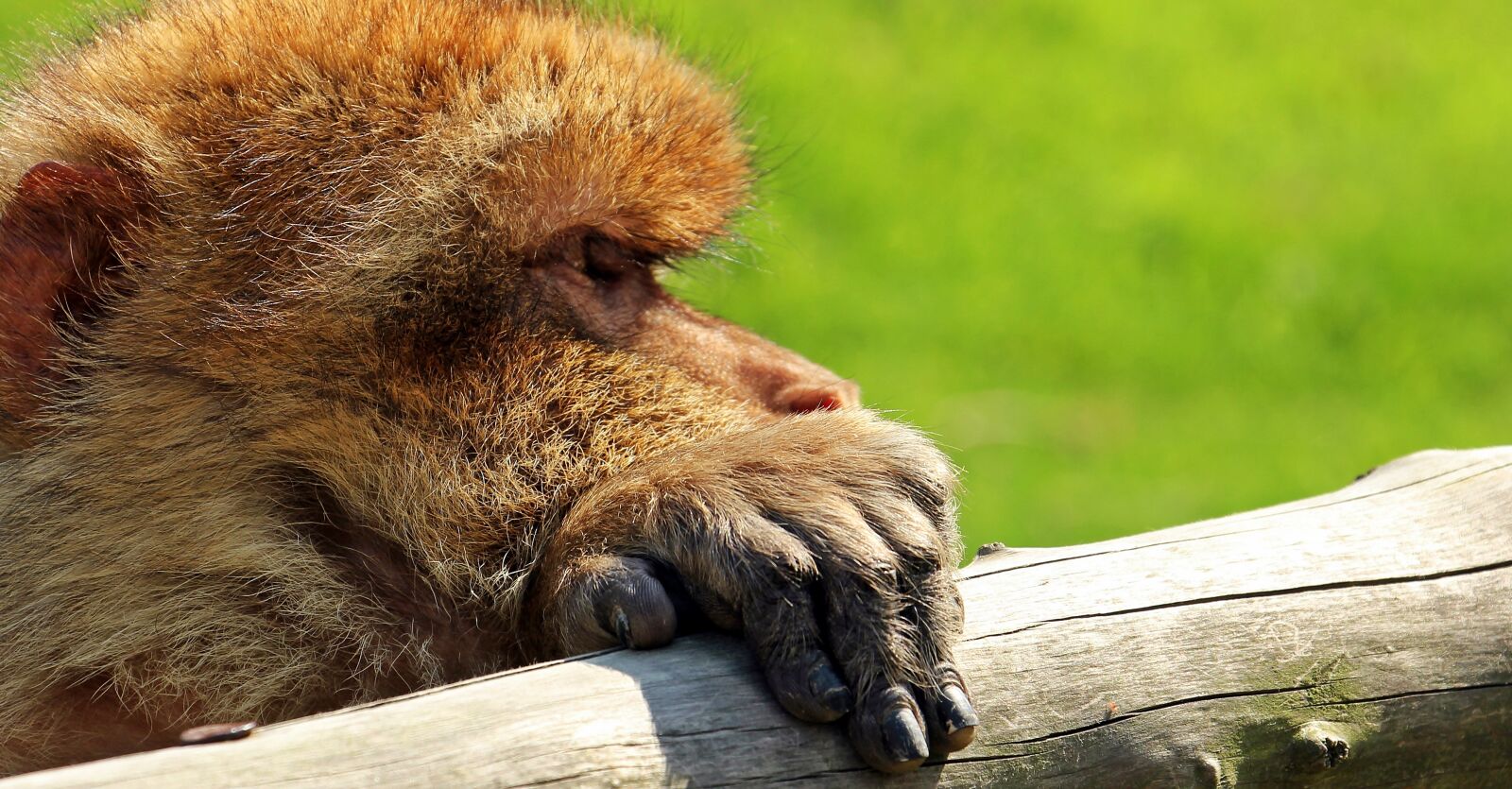 Canon EOS 550D (EOS Rebel T2i / EOS Kiss X4) sample photo. Barbary ape, monkey, primate photography