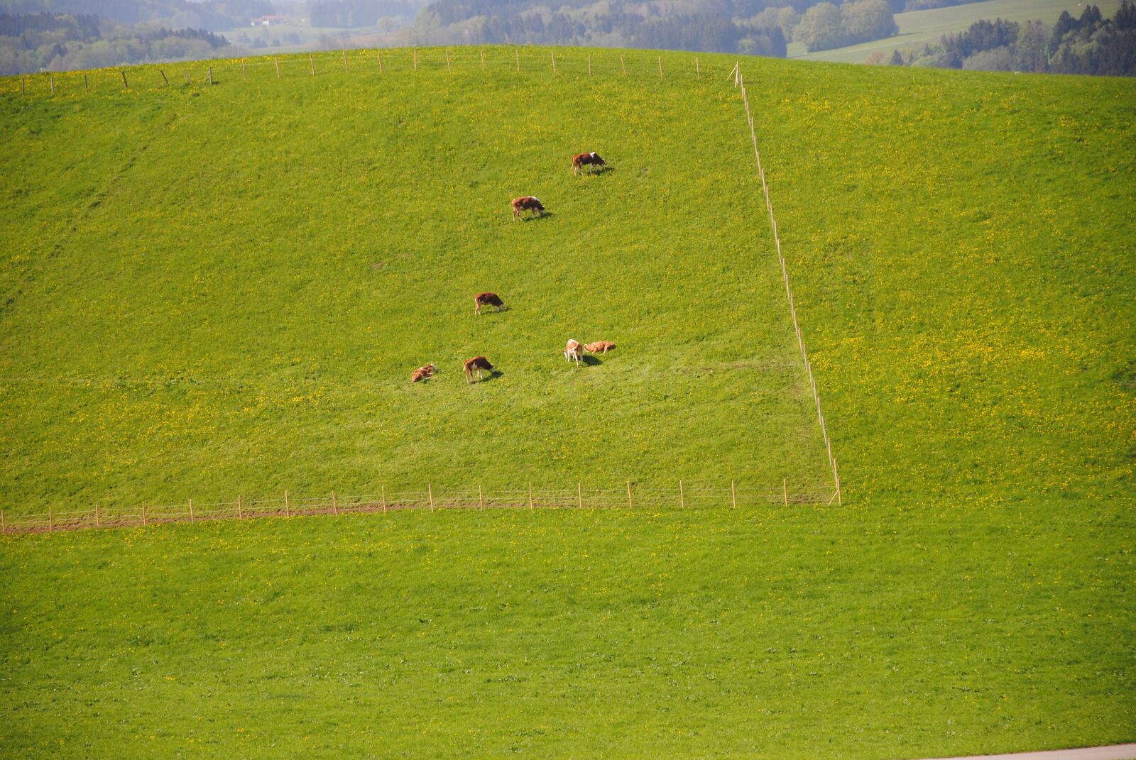 Nikon D3000 sample photo. Alm, pasture, cows photography