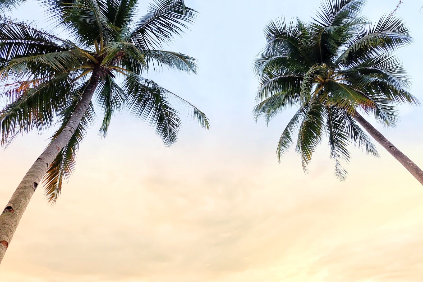 Fujifilm X-A2 sample photo. Coconut, trees, sky, sunset photography