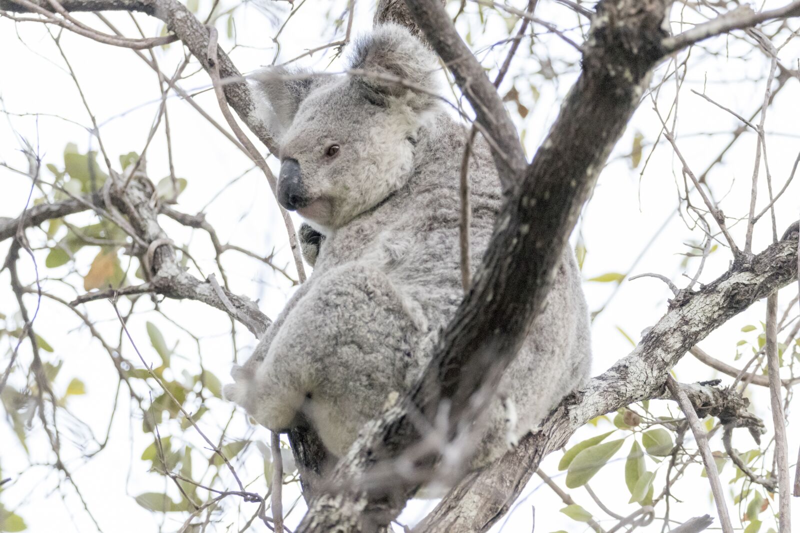 Canon EOS 80D + Canon EF 100-400mm F4.5-5.6L IS II USM sample photo. Koala, marsupial, australia photography