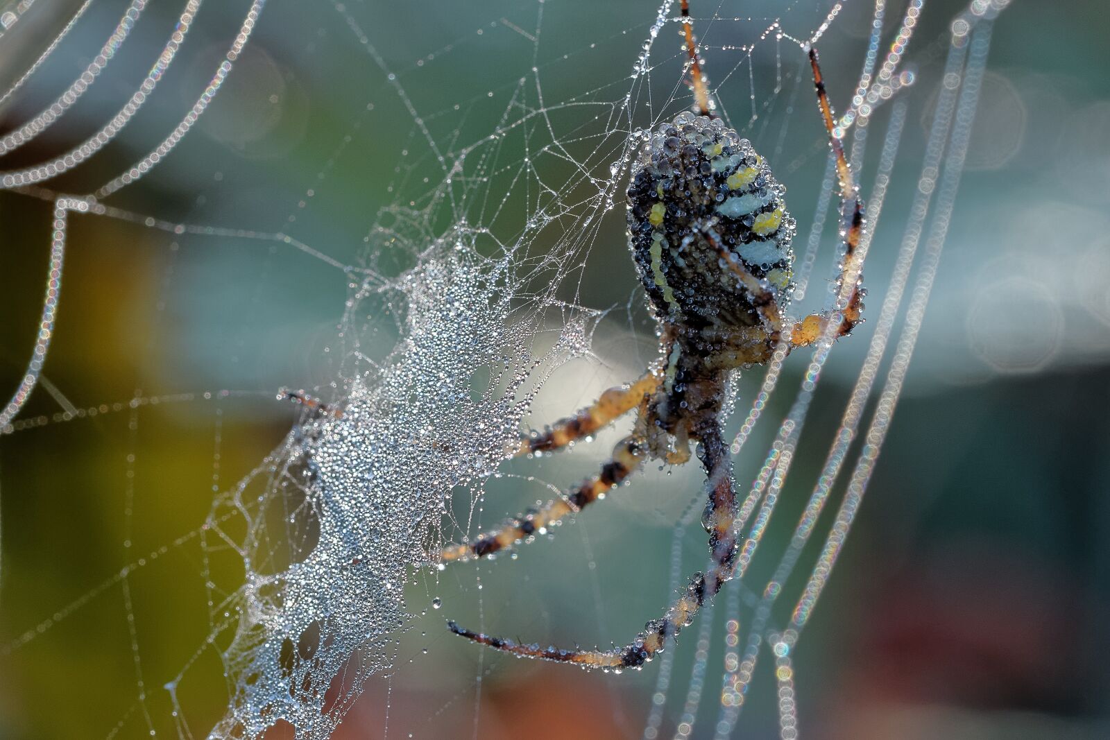 Nikon D500 sample photo. Spider, dew, web photography