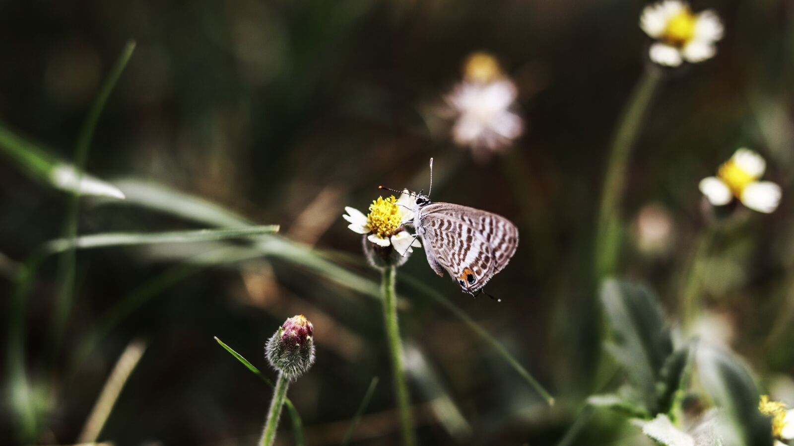 Canon EOS 77D (EOS 9000D / EOS 770D) + Canon EF 50mm F1.8 STM sample photo. Butterfly, nature, flower photography
