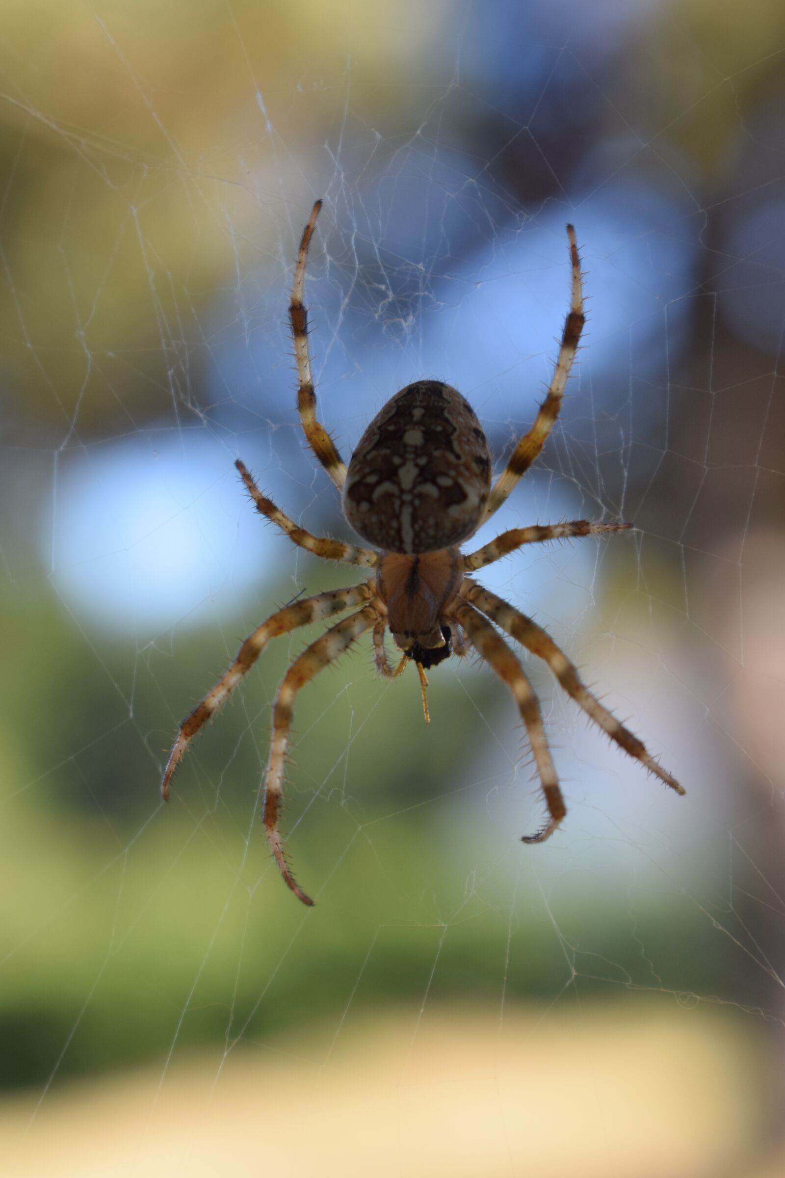 Nikon D5300 sample photo. Spider, venomous, canvas photography