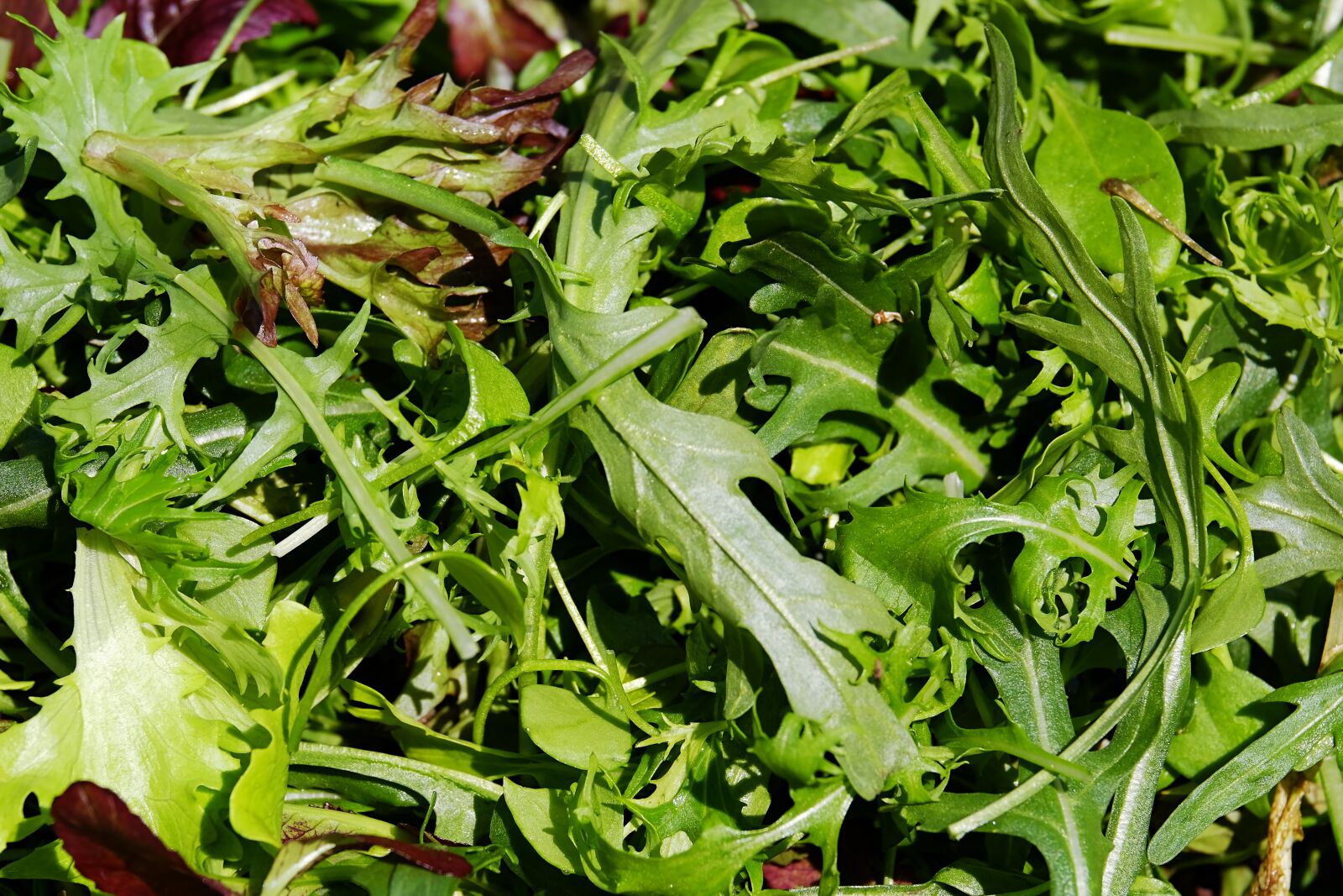 Fujifilm XF 55-200mm F3.5-4.8 R LM OIS sample photo. Salad, cut salad, lollo-rosso photography