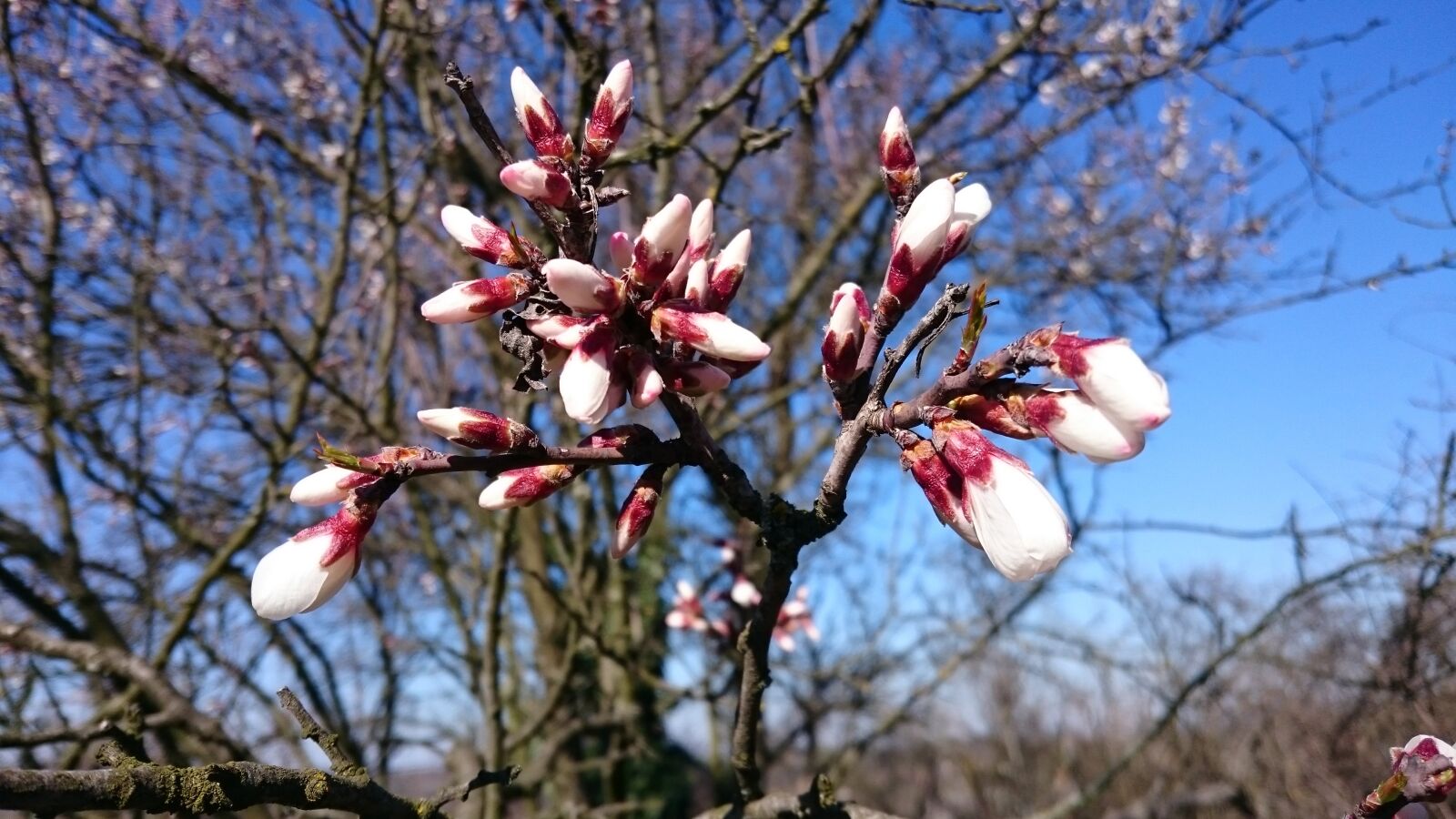 Sony Xperia Z3 sample photo. Logany friends, bloom, spring photography