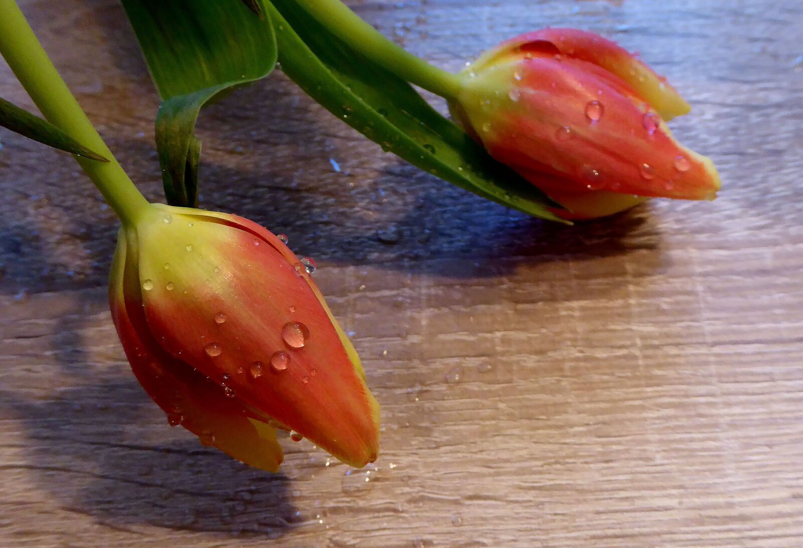 Panasonic DMC-TZ61 sample photo. Spring, tulips, salmon photography