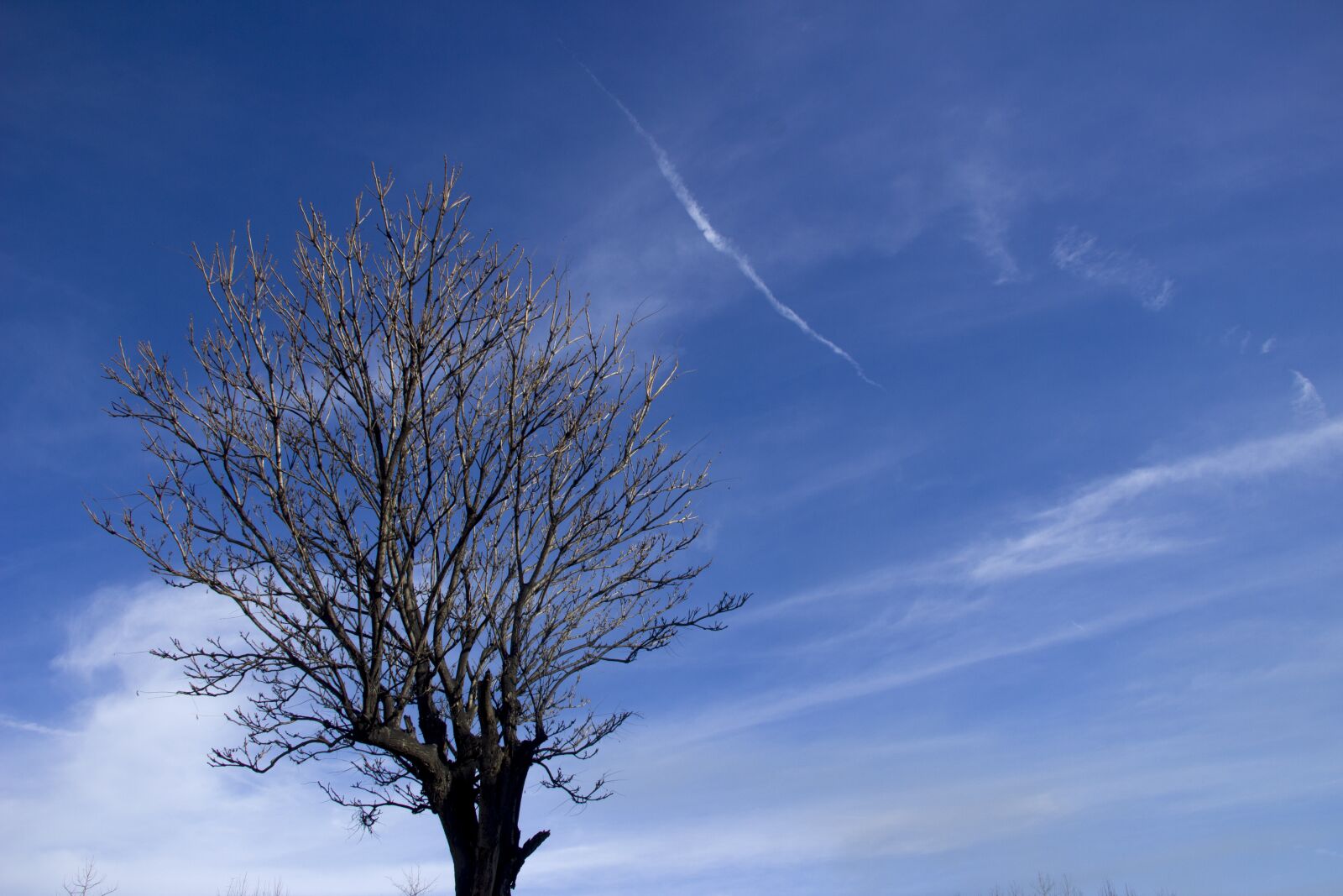 Canon EF-S 18-135mm F3.5-5.6 IS sample photo. Blue sky, cloud, branch photography