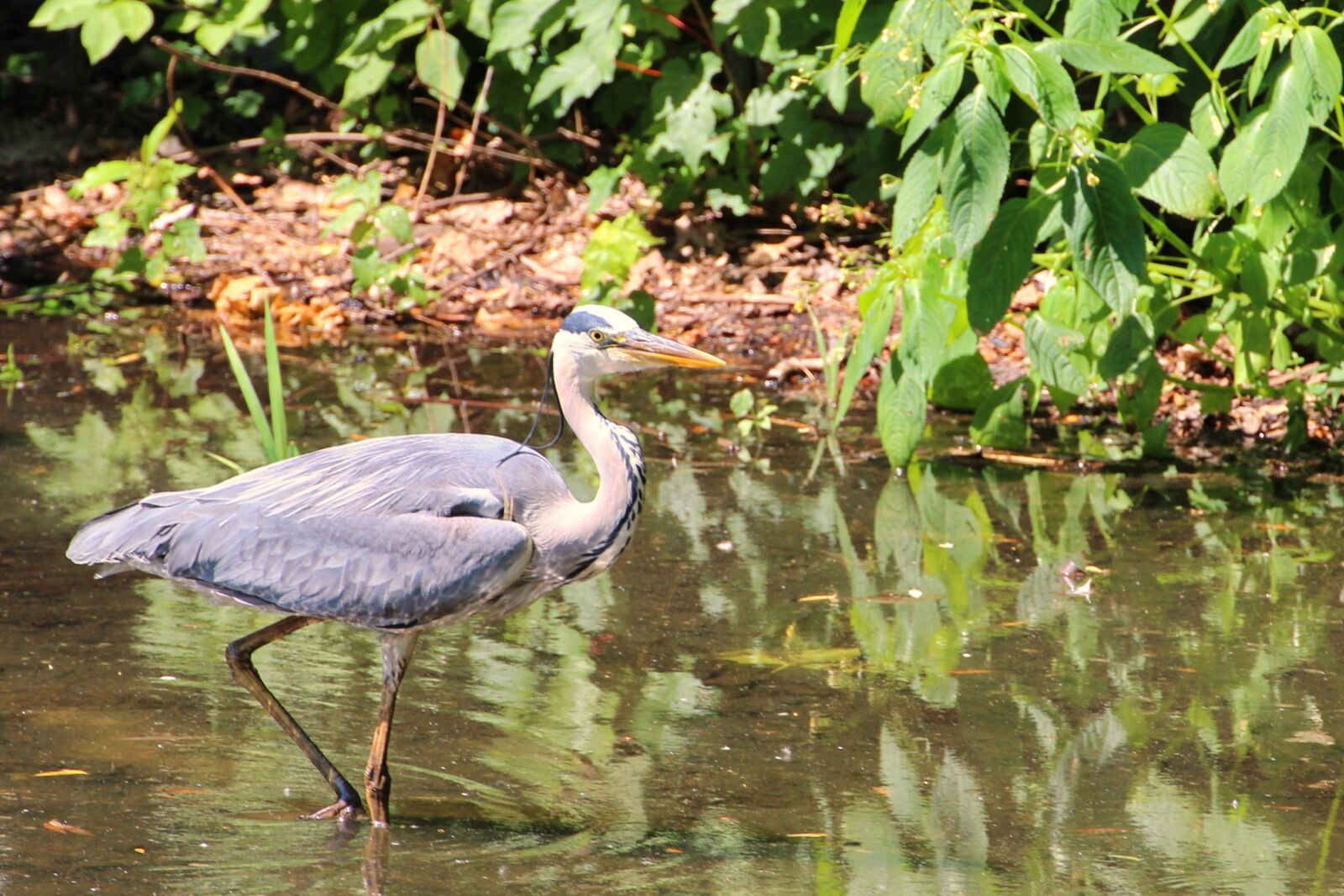 Canon EOS 600D (Rebel EOS T3i / EOS Kiss X5) sample photo. Grey heron, heron, bird photography