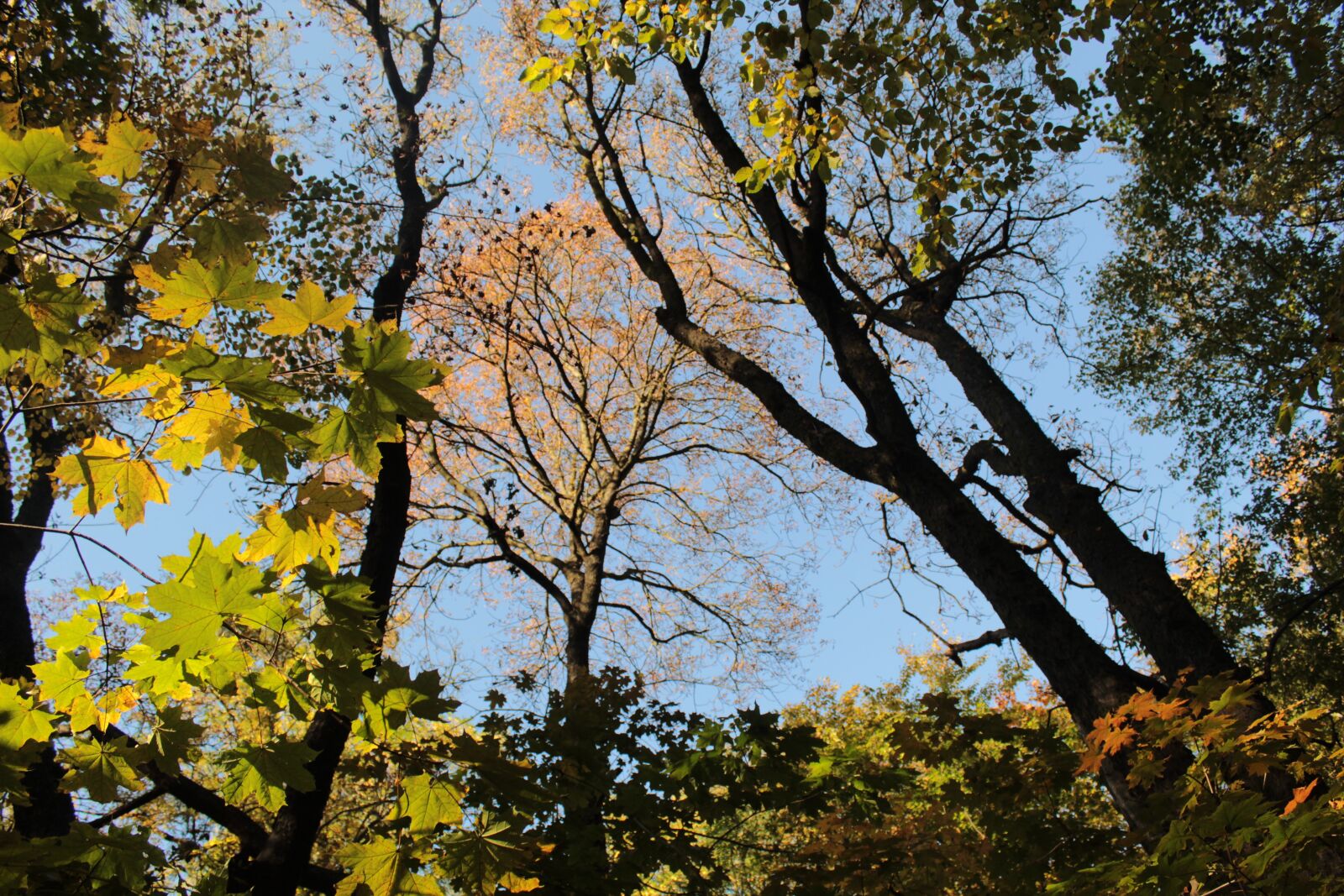 Canon EOS 4000D (EOS Rebel T100 / EOS 3000D) sample photo. Autumn, colors, tree photography