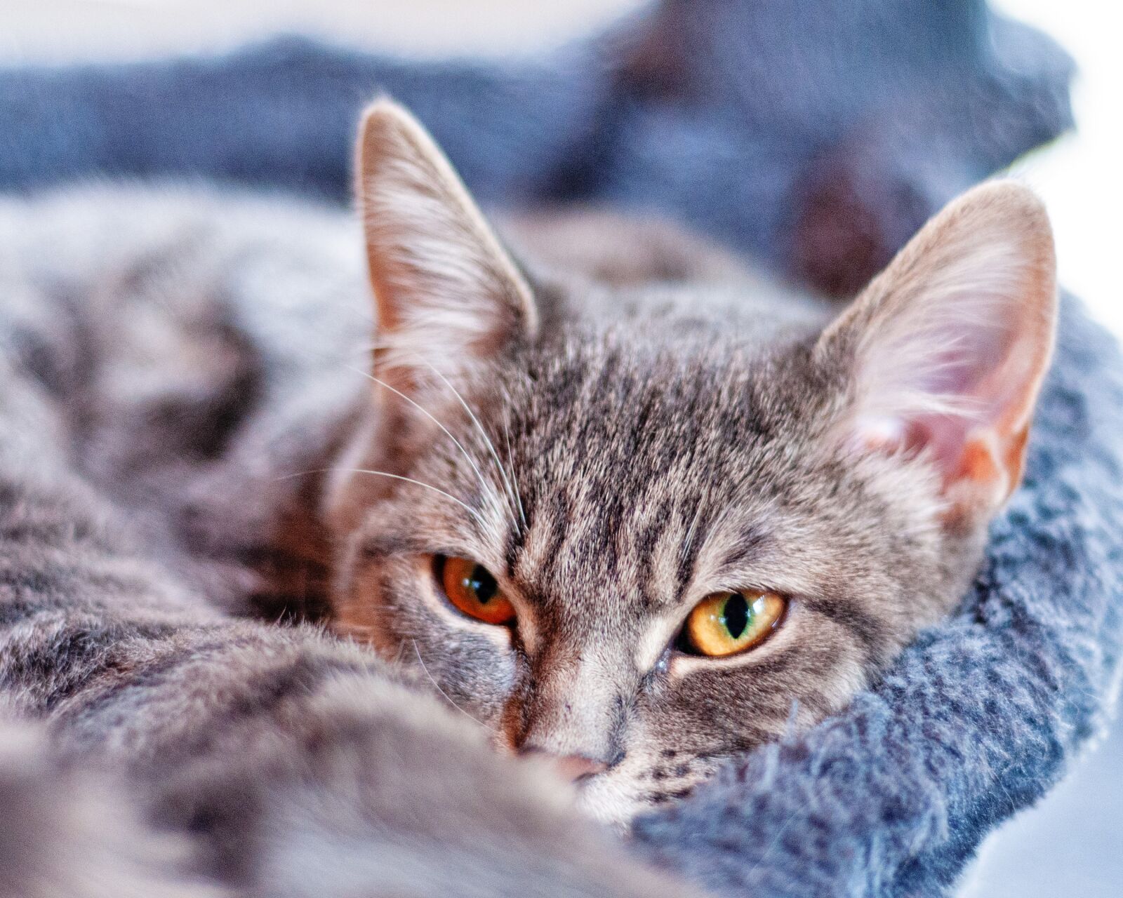 Nikon D300S sample photo. Cat, pet, sweet photography