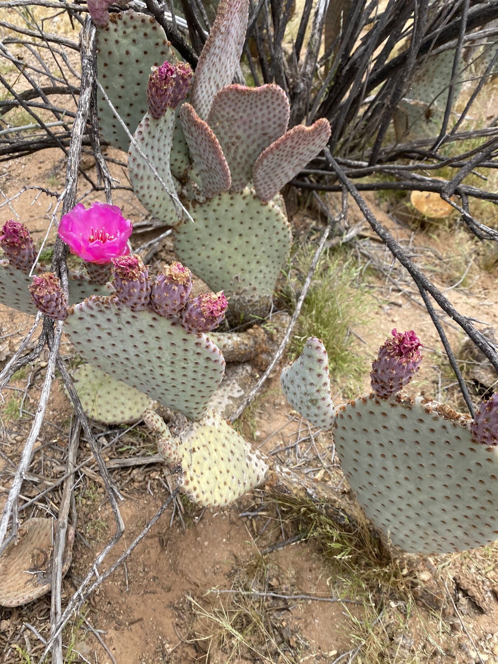 Apple iPhone 11 Pro sample photo. Cactus, flower, succulent photography