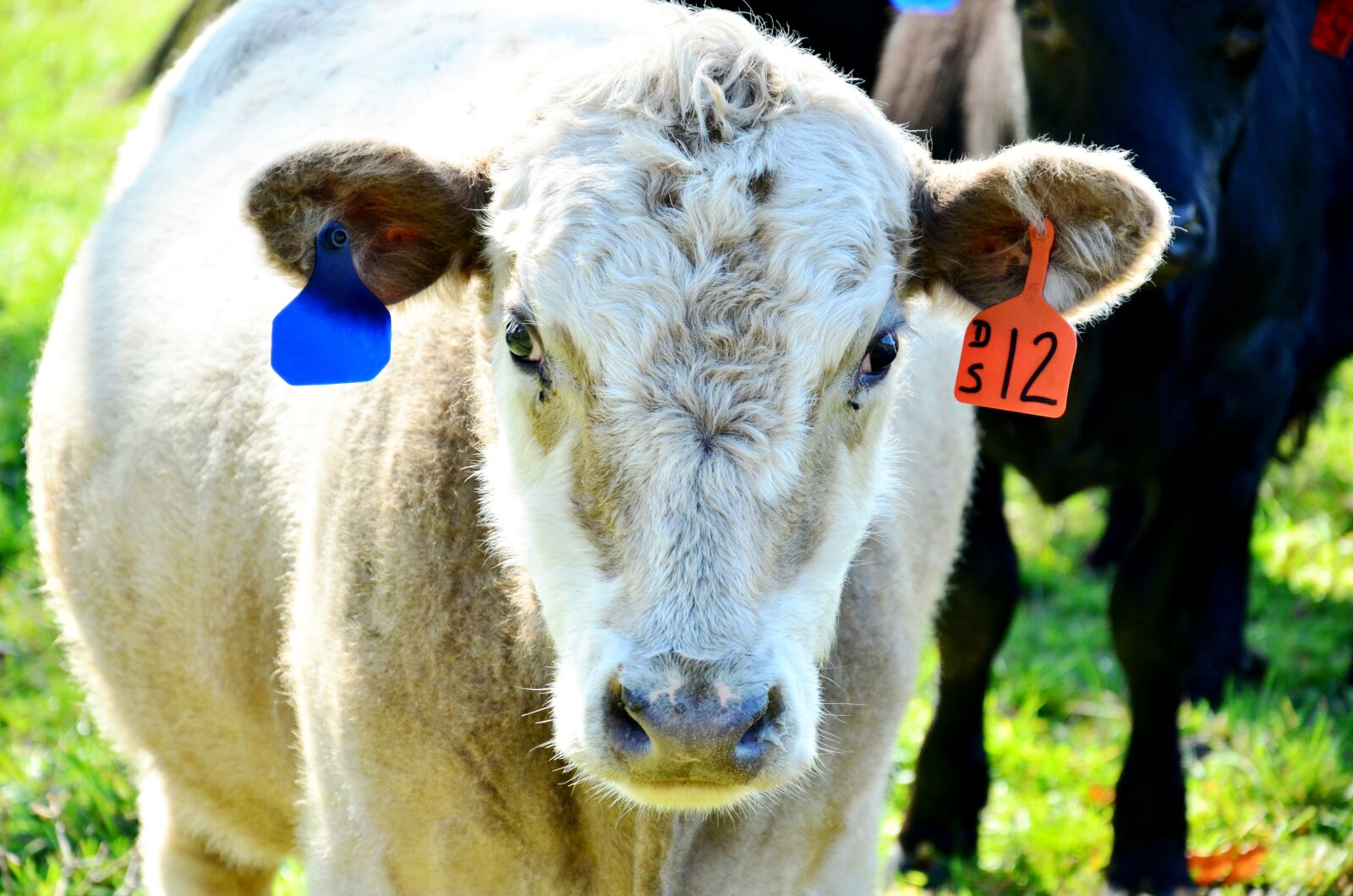Nikon D7000 sample photo. Cow, agriculture, livestock photography