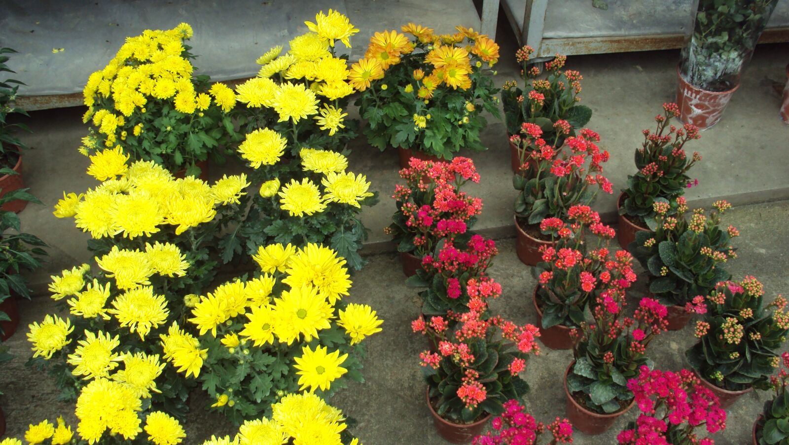 Sony Cyber-shot DSC-S930 sample photo. Flower, garden, nature photography