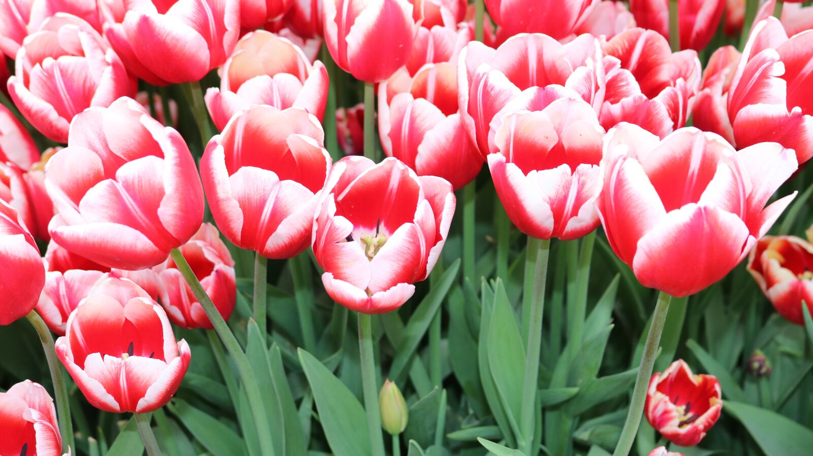 Canon EOS 750D (EOS Rebel T6i / EOS Kiss X8i) sample photo. Tulip, flower, nature photography