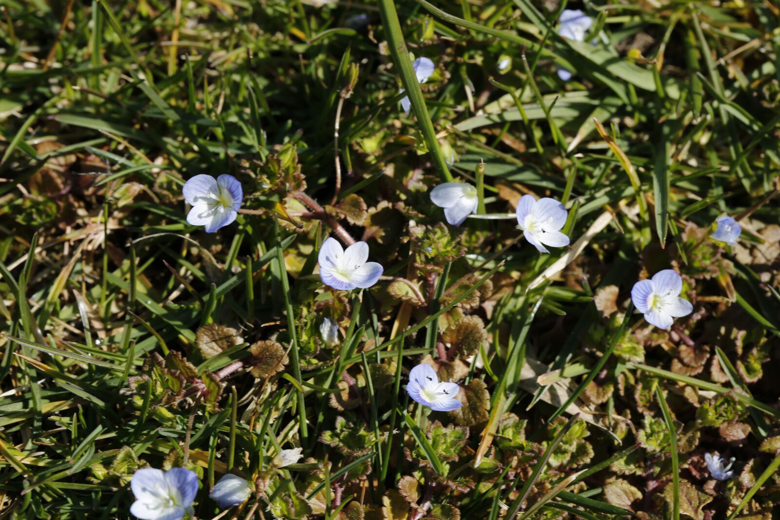 Canon EF 100mm F2.8L Macro IS USM sample photo. Spring, nature, plant photography