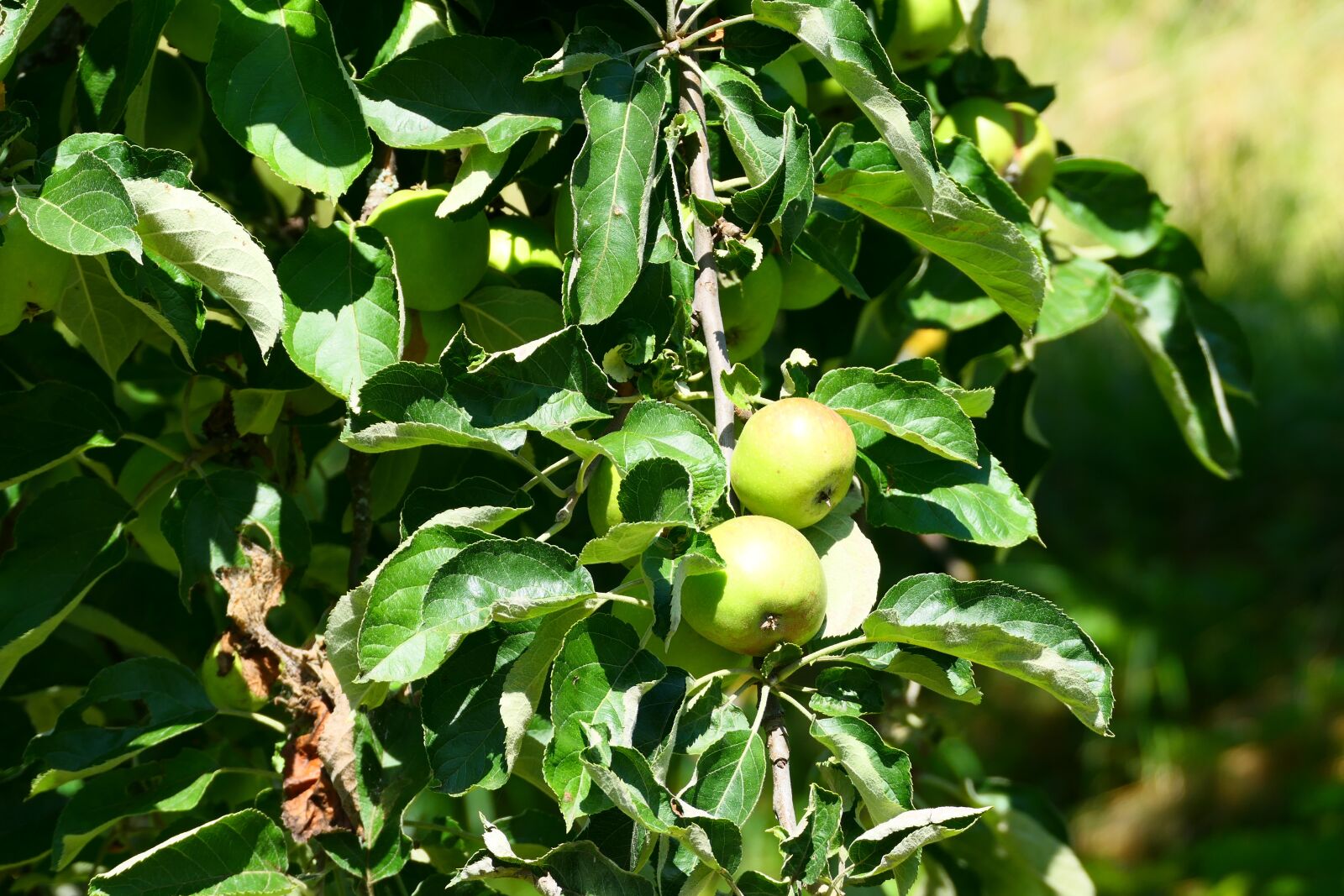 Panasonic DC-FZ10002 sample photo. Apple, apple tree, nature photography