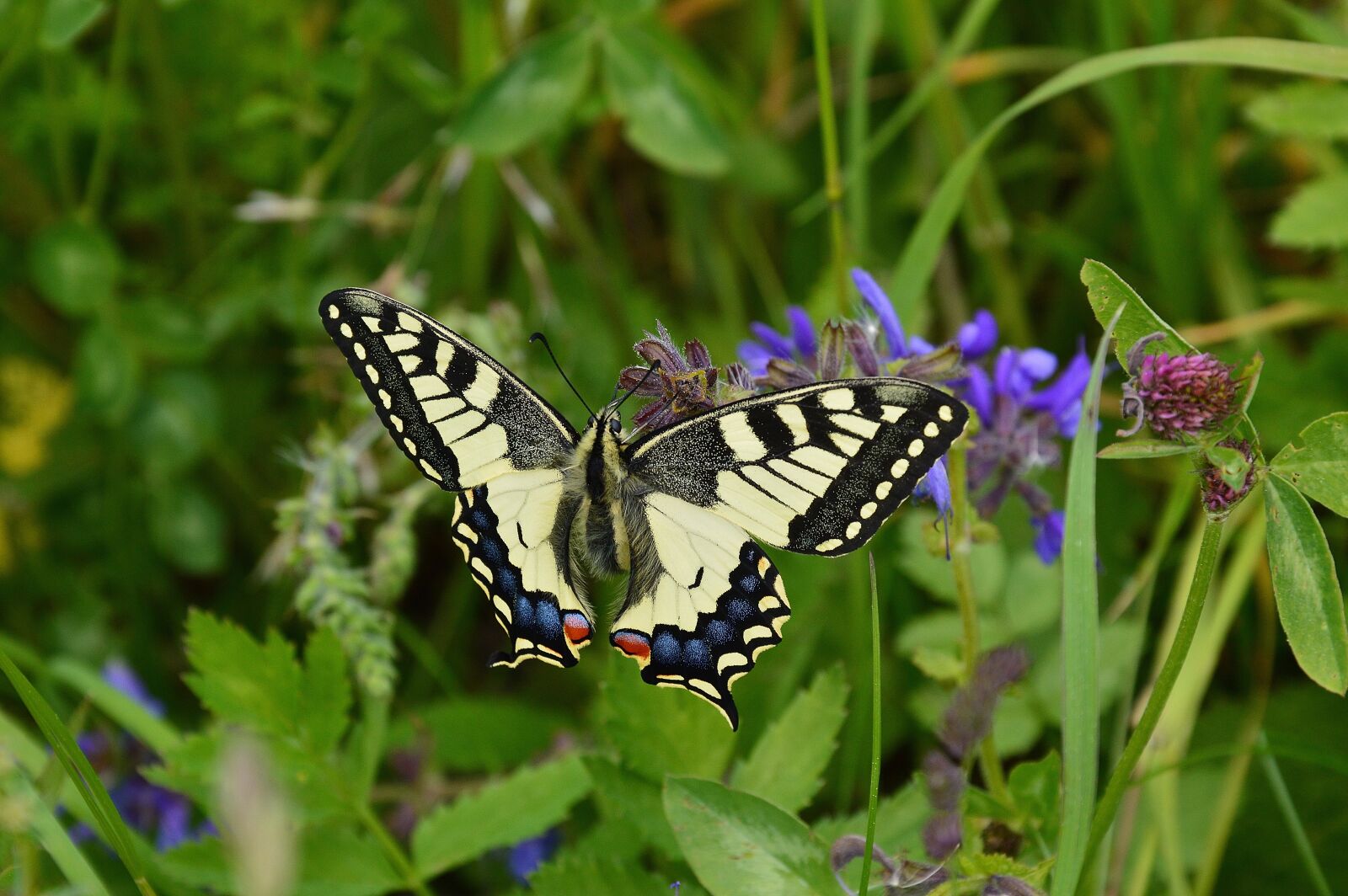 Nikon D3200 sample photo. Dovetail, butterfly, insect photography