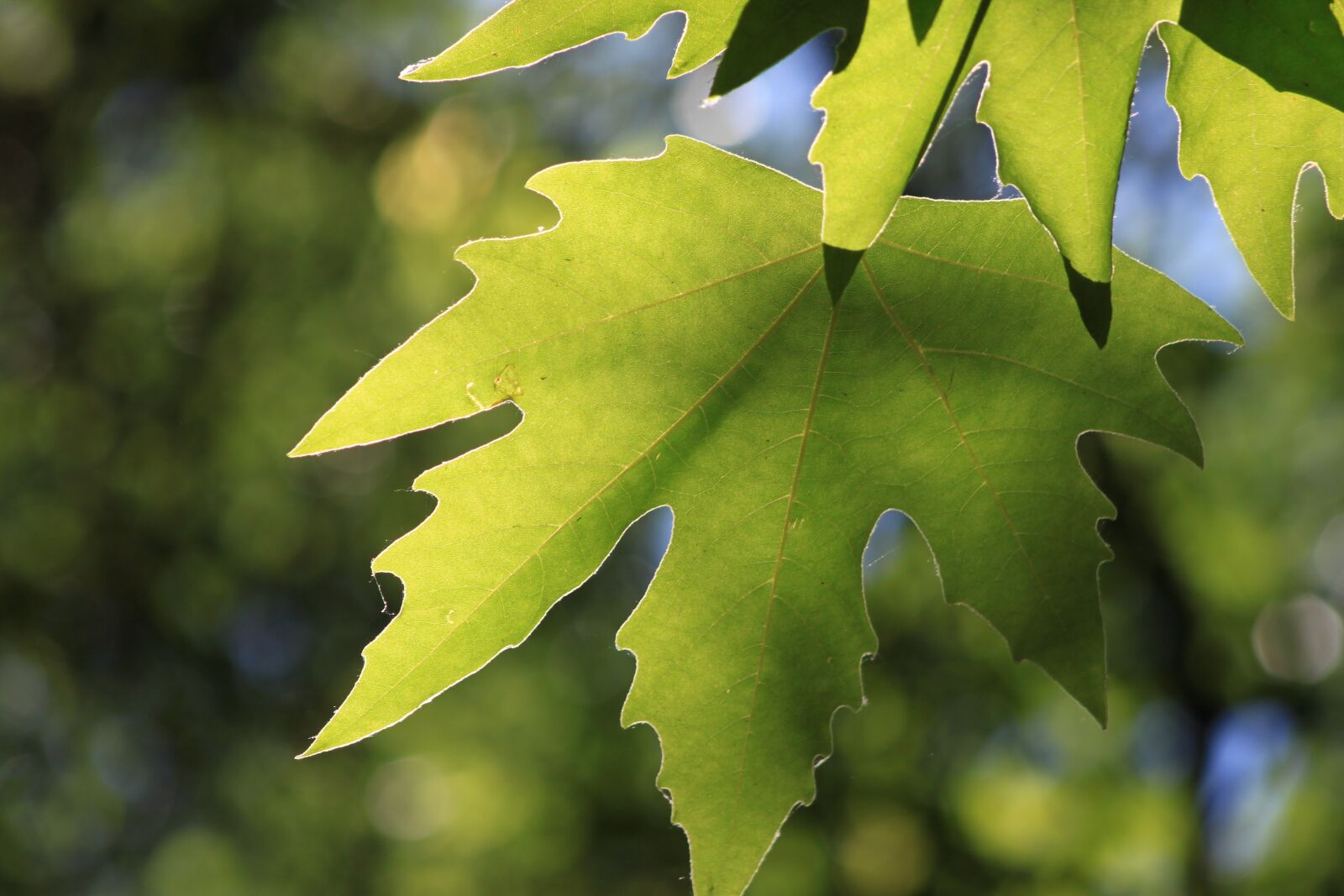 Canon EOS 500D (EOS Rebel T1i / EOS Kiss X3) sample photo. Tree, leaves, reverse photography