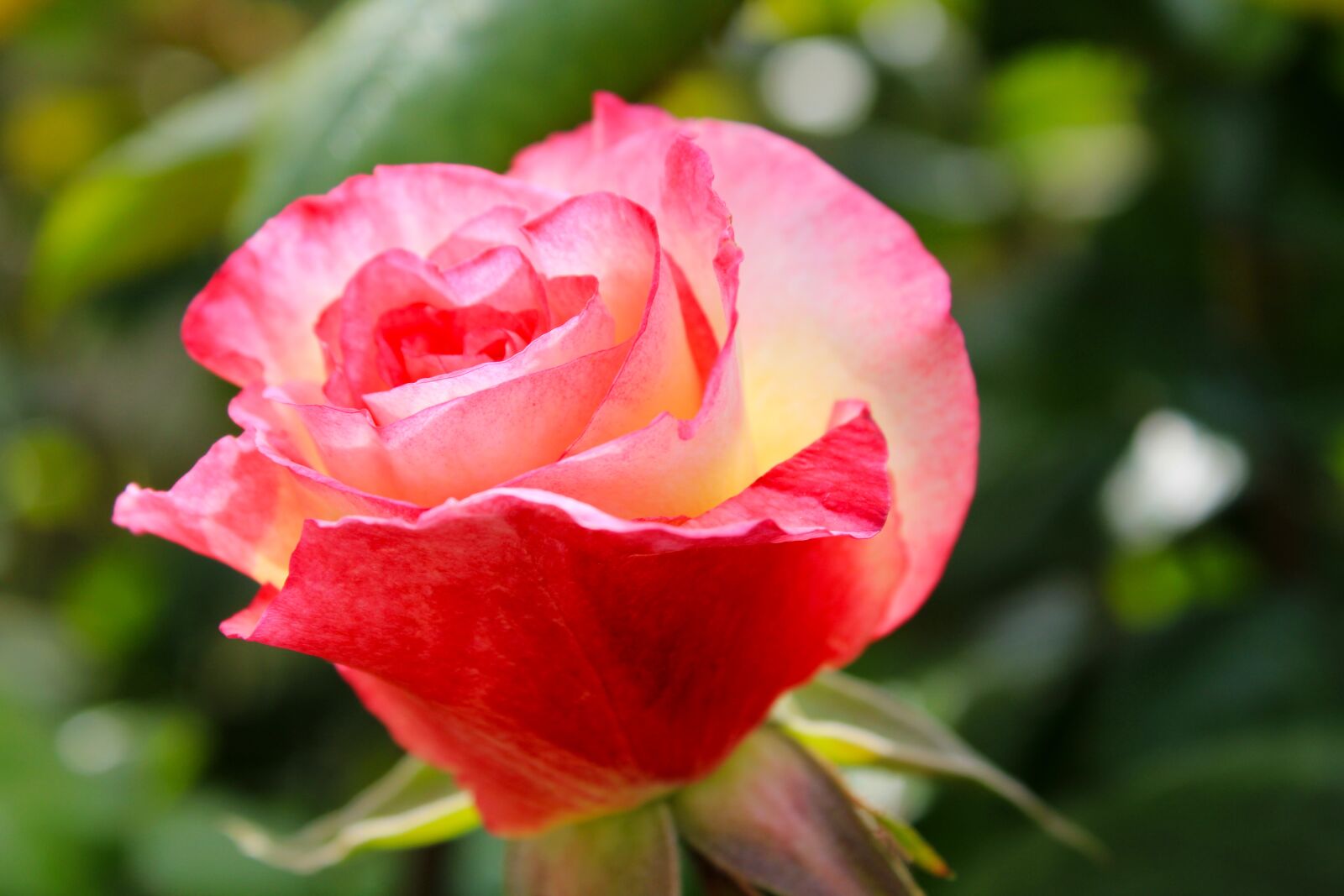 Canon EOS 2000D (EOS Rebel T7 / EOS Kiss X90 / EOS 1500D) sample photo. Pink rose, bicolor rose photography