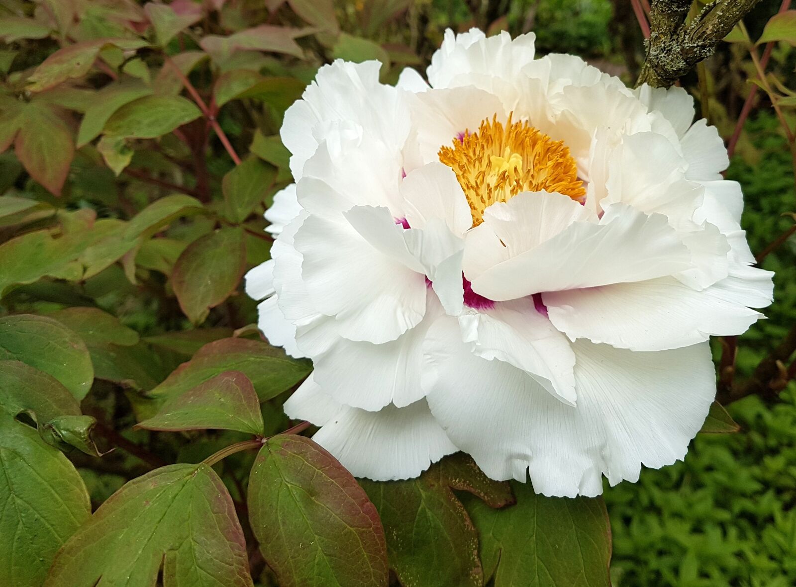 Samsung Galaxy S7 Edge sample photo. Peony, flower, bloom photography