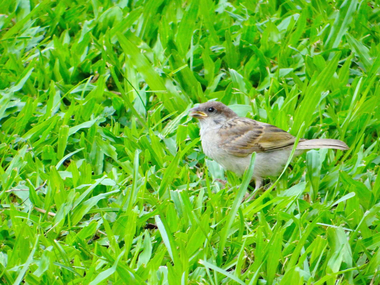 Sony DSC-HX200V sample photo. Bird, sparrow, pet photography