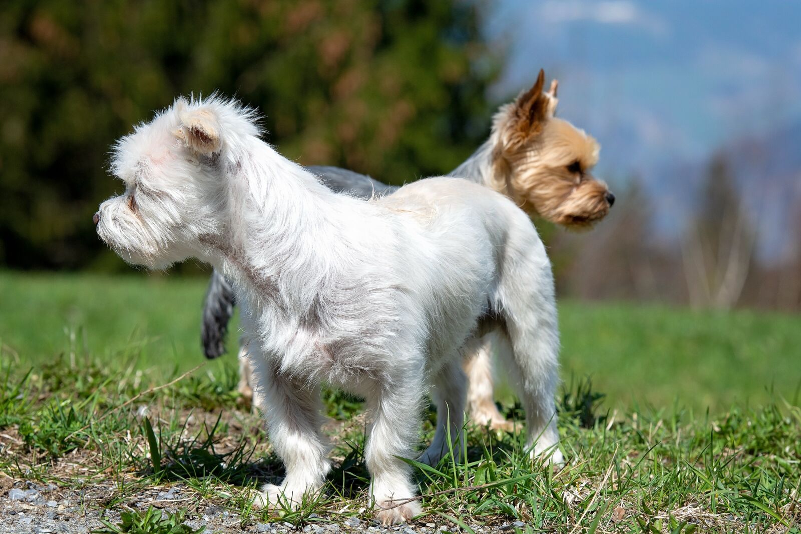 Nikon D7100 sample photo. Dogs, white, small photography