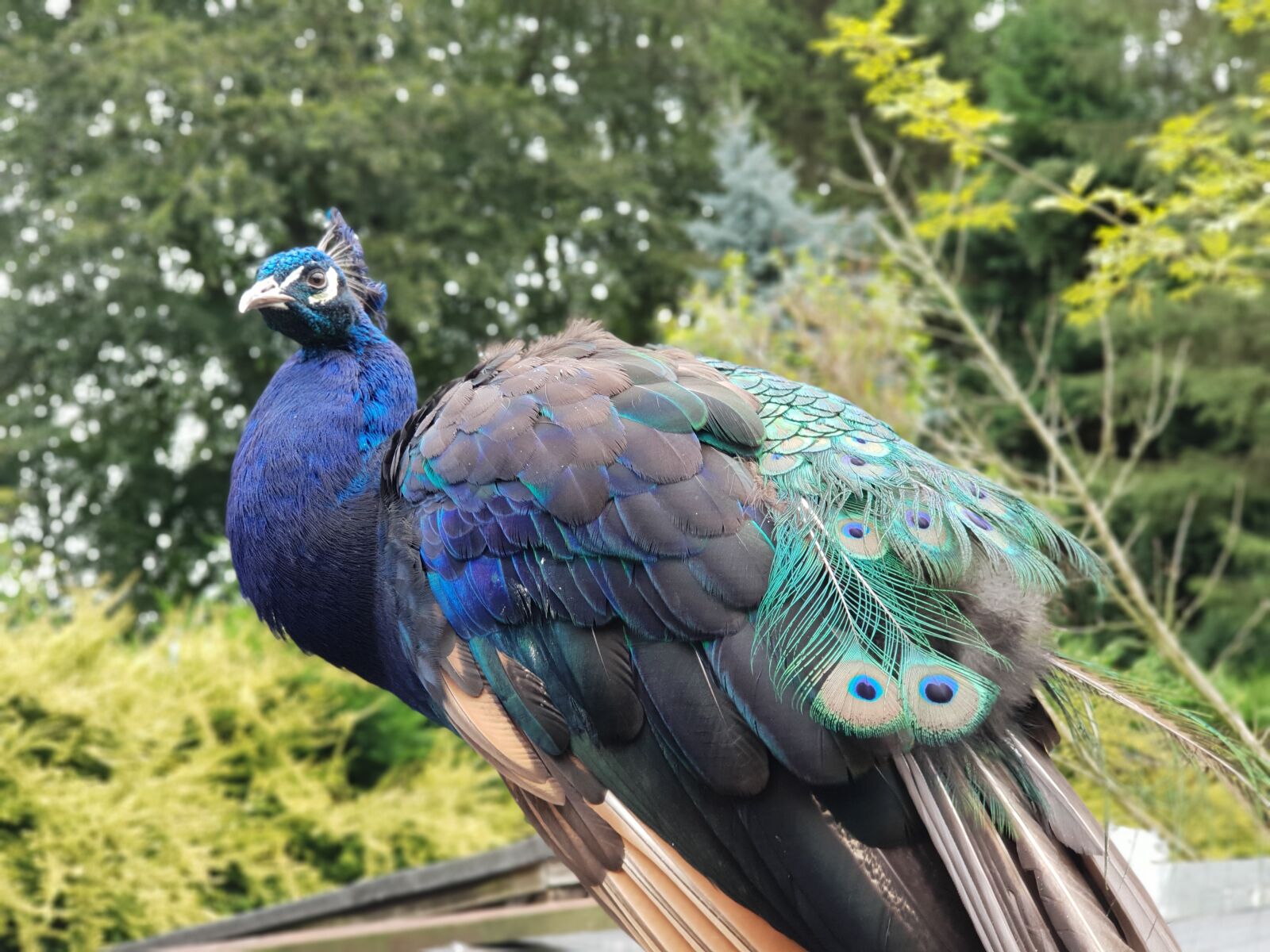 Samsung Galaxy S9+ sample photo. Peacock, color, bird photography