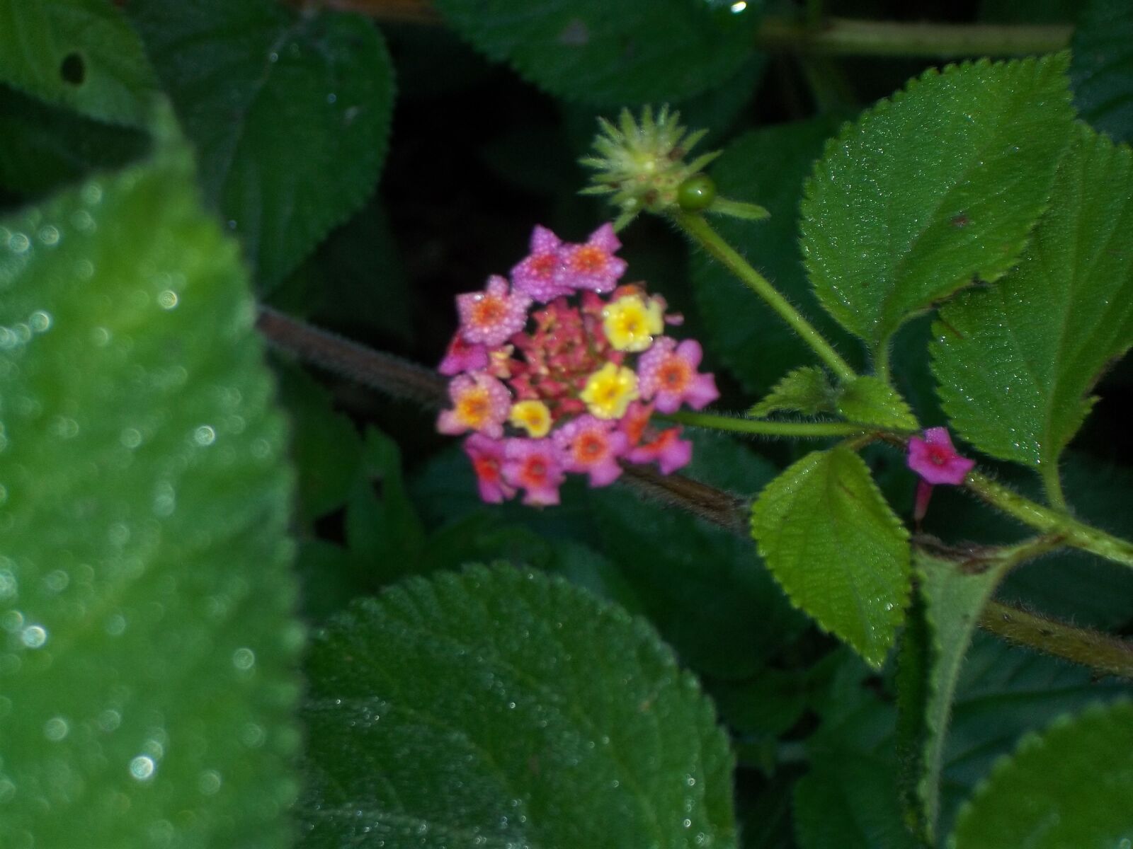 Kodak EASYSHARE C143 DIGITAL CAMERA sample photo. Lantana camara, plant, lantana photography