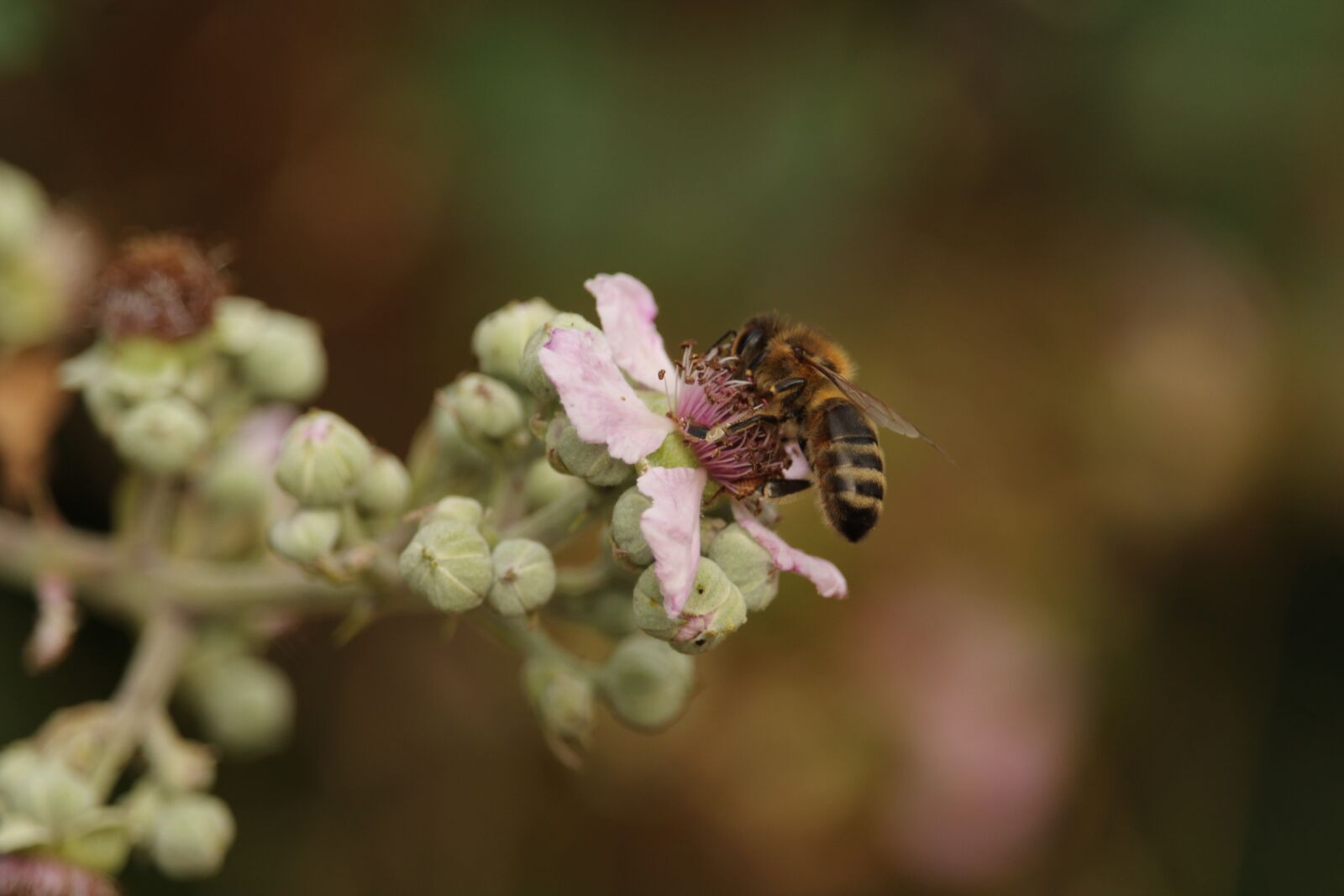 Canon EOS 1200D (EOS Rebel T5 / EOS Kiss X70 / EOS Hi) sample photo. Flower, uk, insect photography
