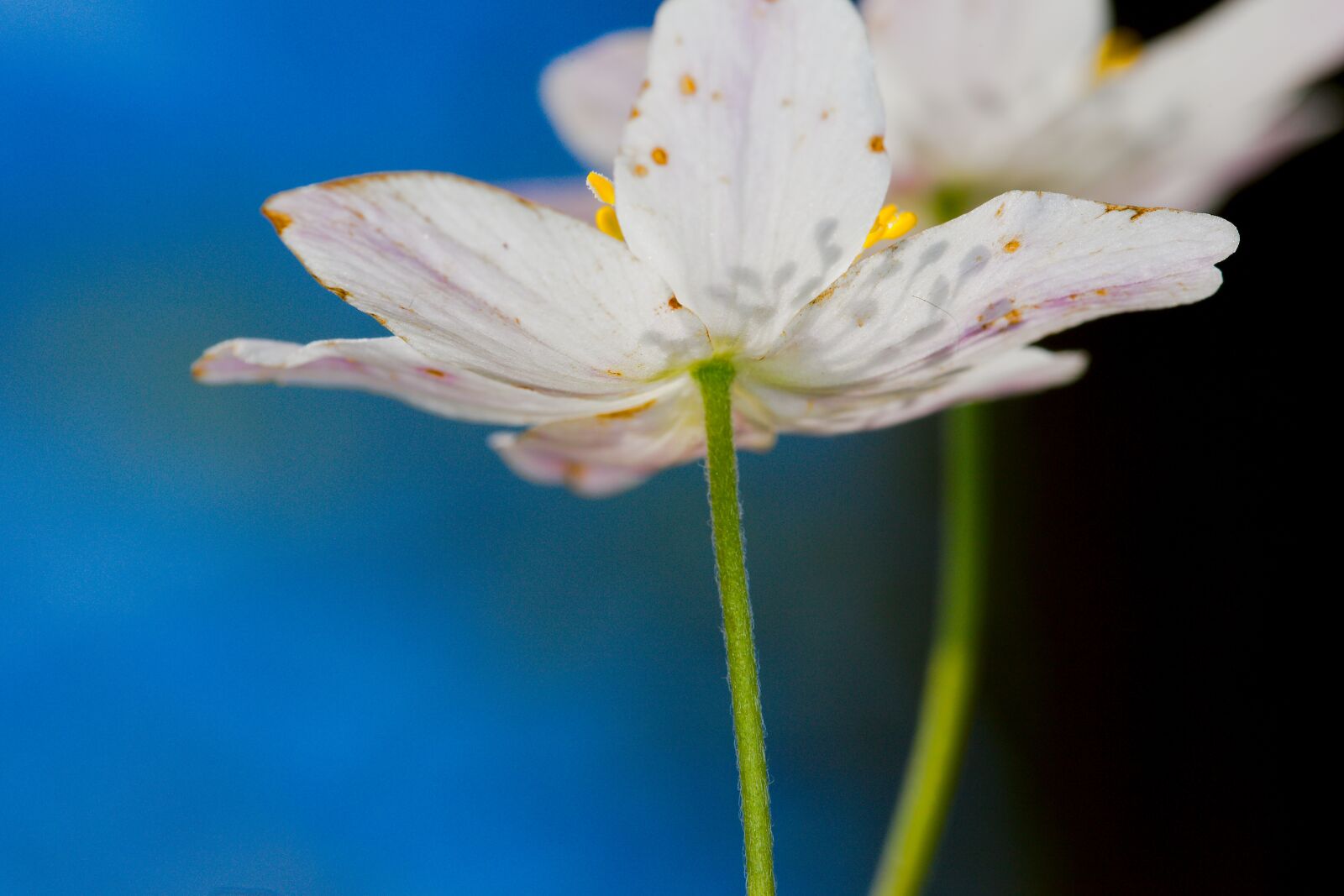 Canon EOS 6D sample photo. Flower, nature, plant photography