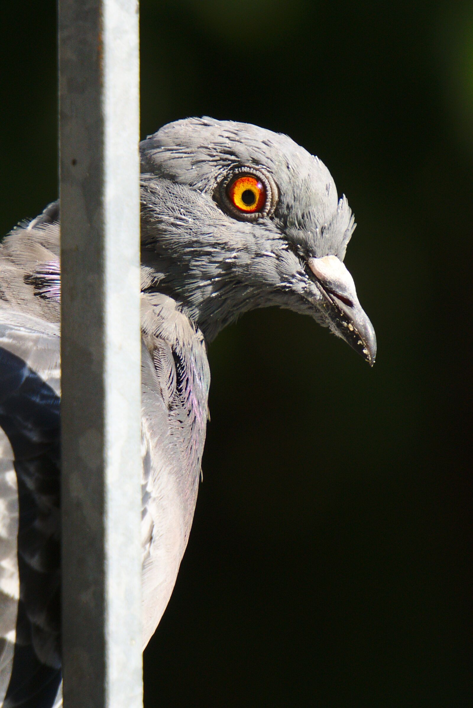 Sony E 55-210mm F4.5-6.3 OSS sample photo. Pigeon, bird, feather photography