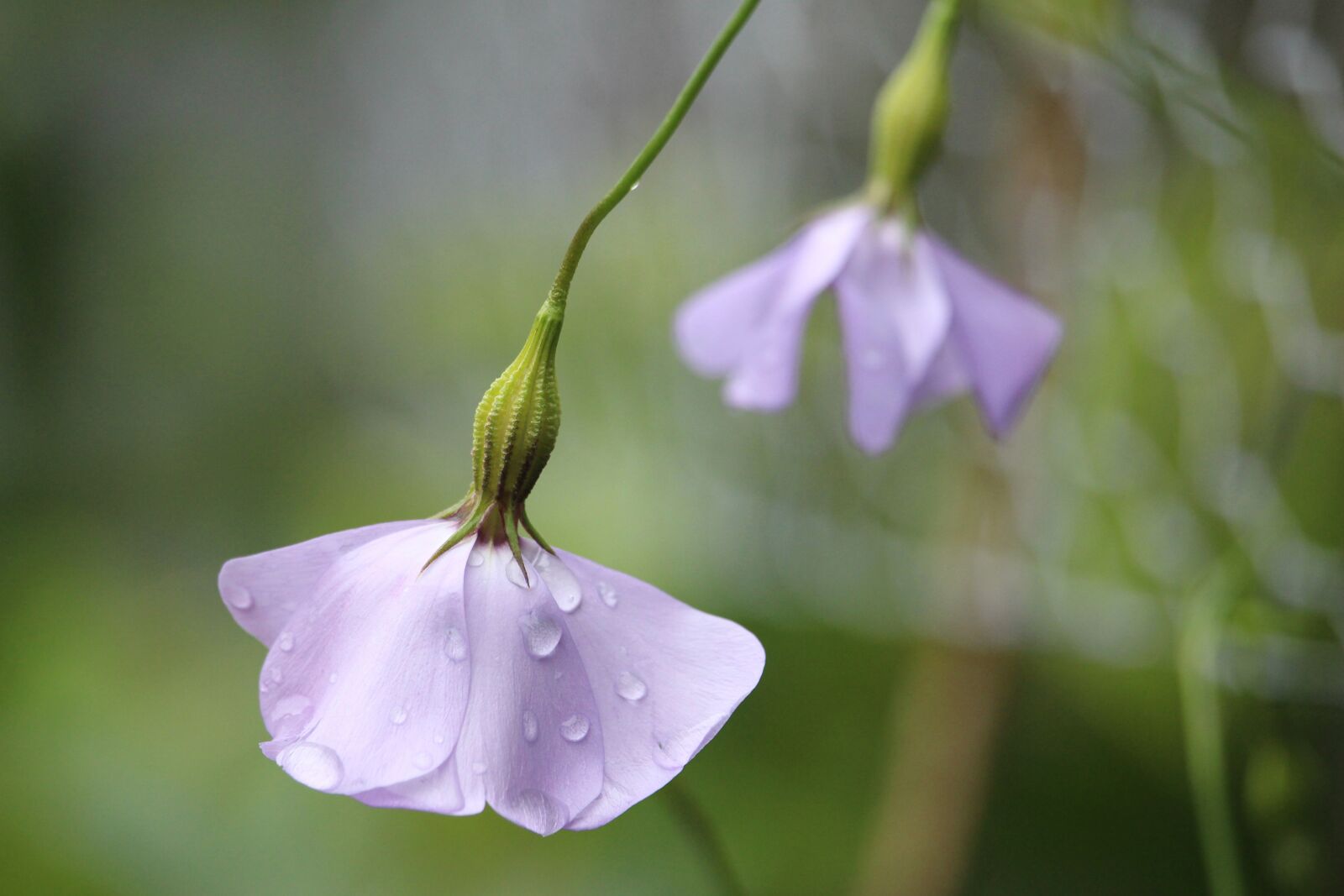 Canon EOS 700D (EOS Rebel T5i / EOS Kiss X7i) sample photo. Viscaria, plant, flower photography
