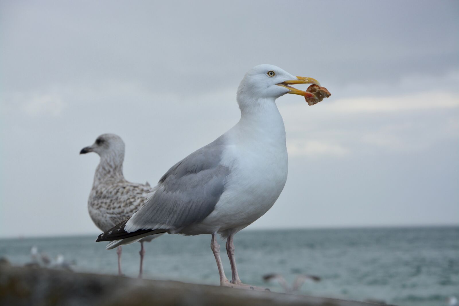 Nikon D5200 sample photo. Gull, profile, eat photography
