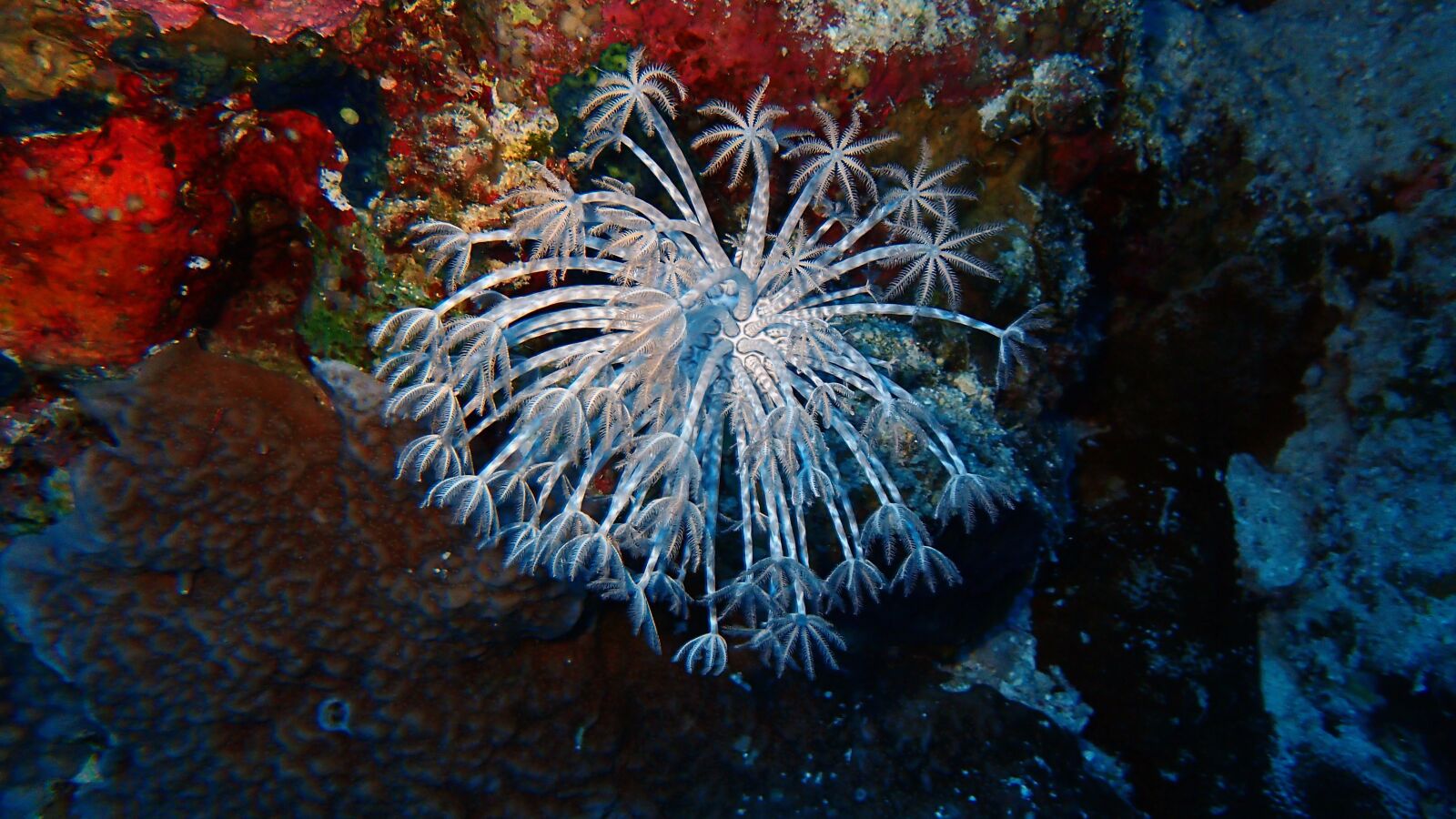 Olympus TG-4 sample photo. Underwater, coral, ocean photography