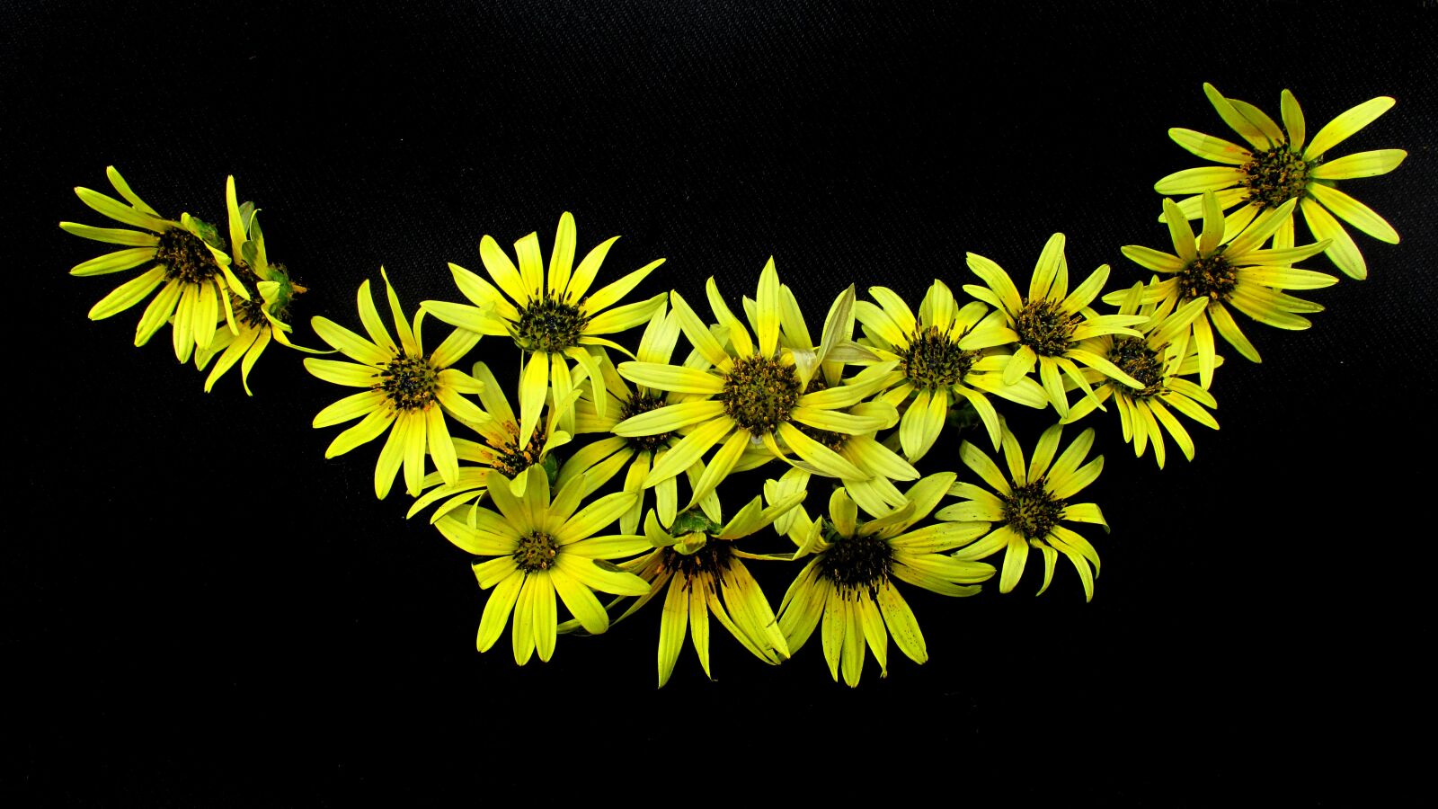 Canon PowerShot SX170 IS sample photo. Daisies, yellow, pattern photography