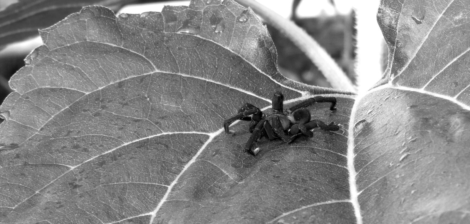 Nikon Coolpix B700 sample photo. Black and white, insect photography