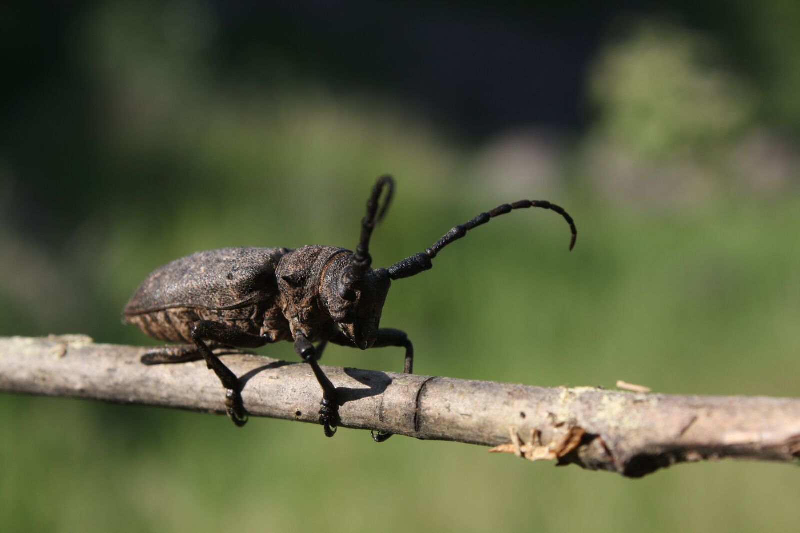 Canon EOS 450D (EOS Rebel XSi / EOS Kiss X2) sample photo. Beetle, insect, nature photography