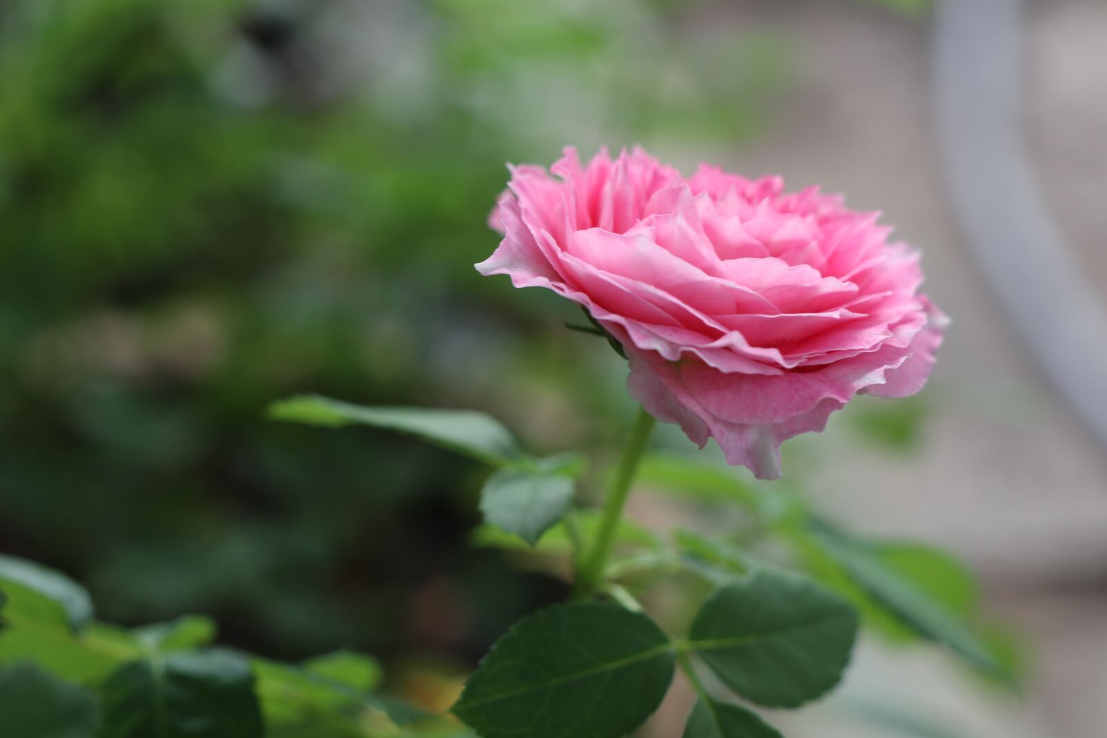 Canon EOS M6 sample photo. Blur picture, pink, green photography