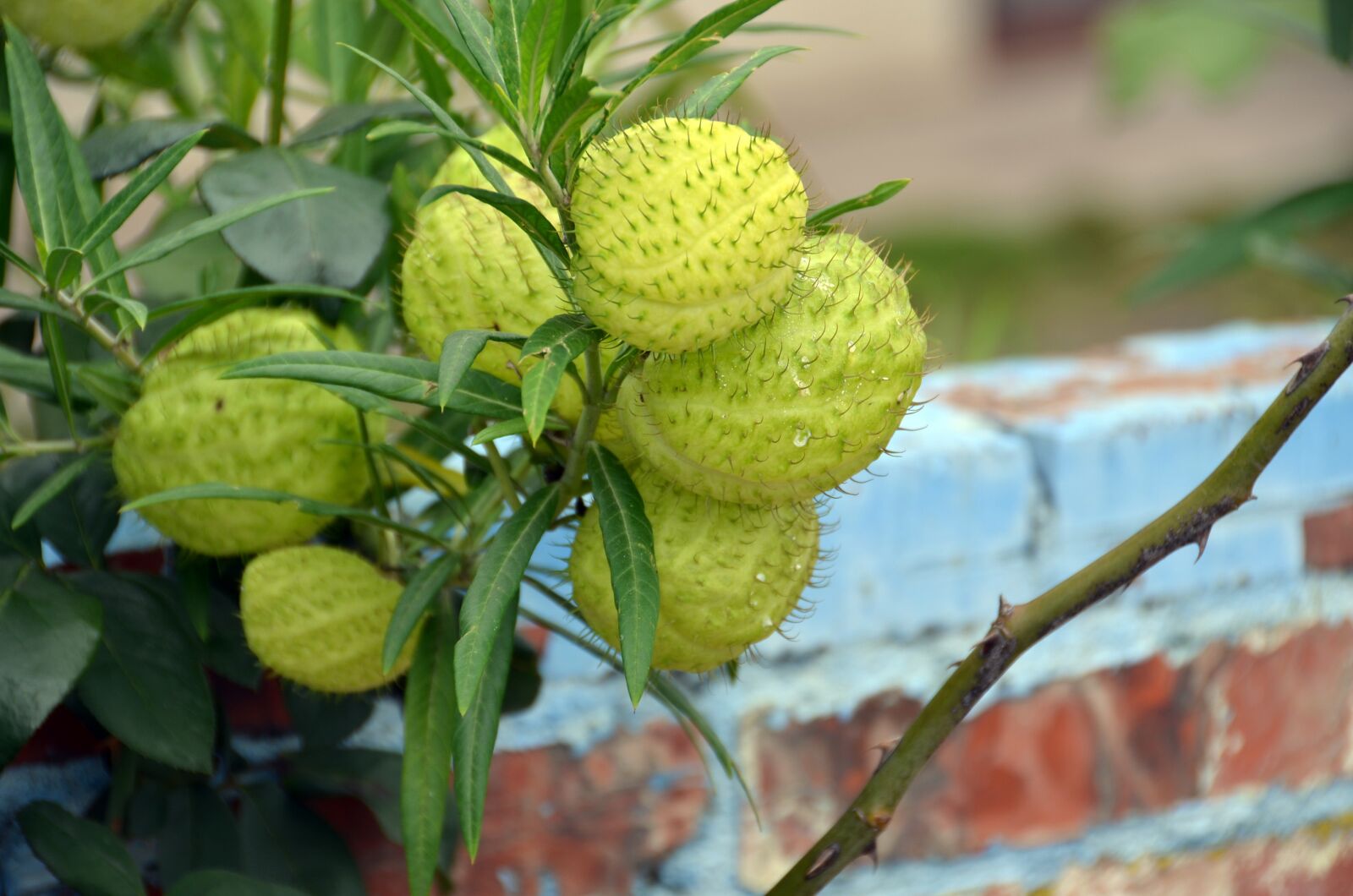 Nikon D5100 sample photo. Flower, beautiful, barbed photography