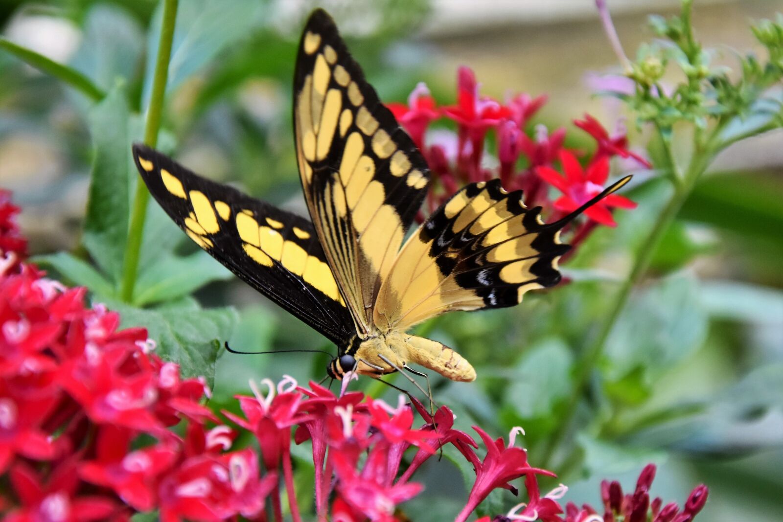 Nikon D7200 sample photo. Butterfly, schwalbenschwänzchen, insect photography