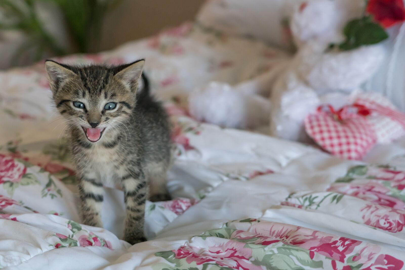 Sony a7R II + Sony FE 24-240mm F3.5-6.3 OSS sample photo. Kitten, newborn, cat photography