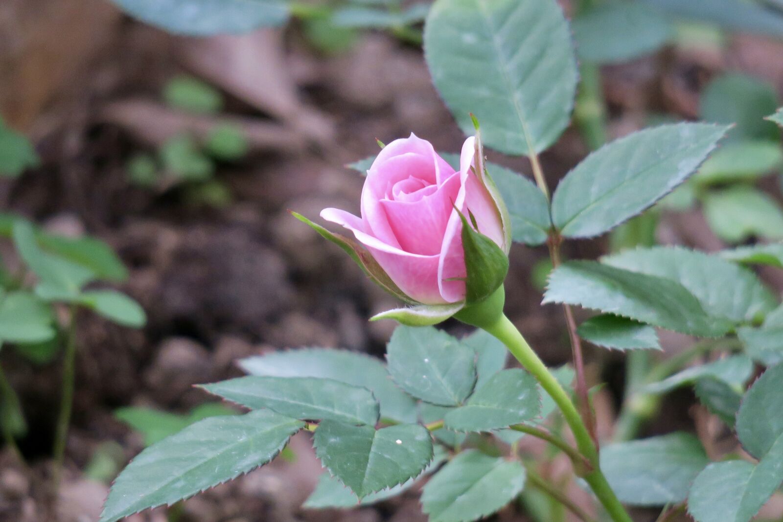 Canon PowerShot G3 X sample photo. Nature, plant, flower photography