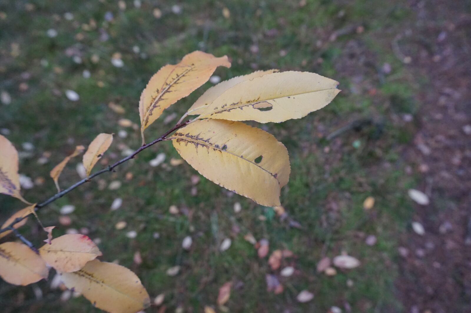 Sony Alpha a5000 (ILCE 5000) sample photo. Autumn, list, yellow leaves photography