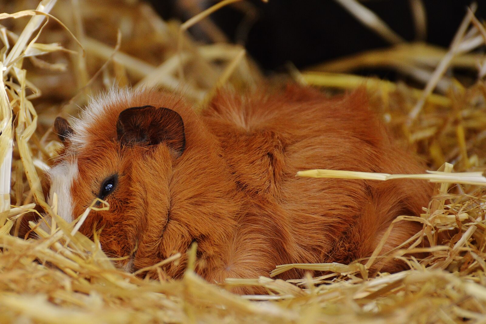 Nikon D3200 sample photo. Guinea pig, wildpark poing photography