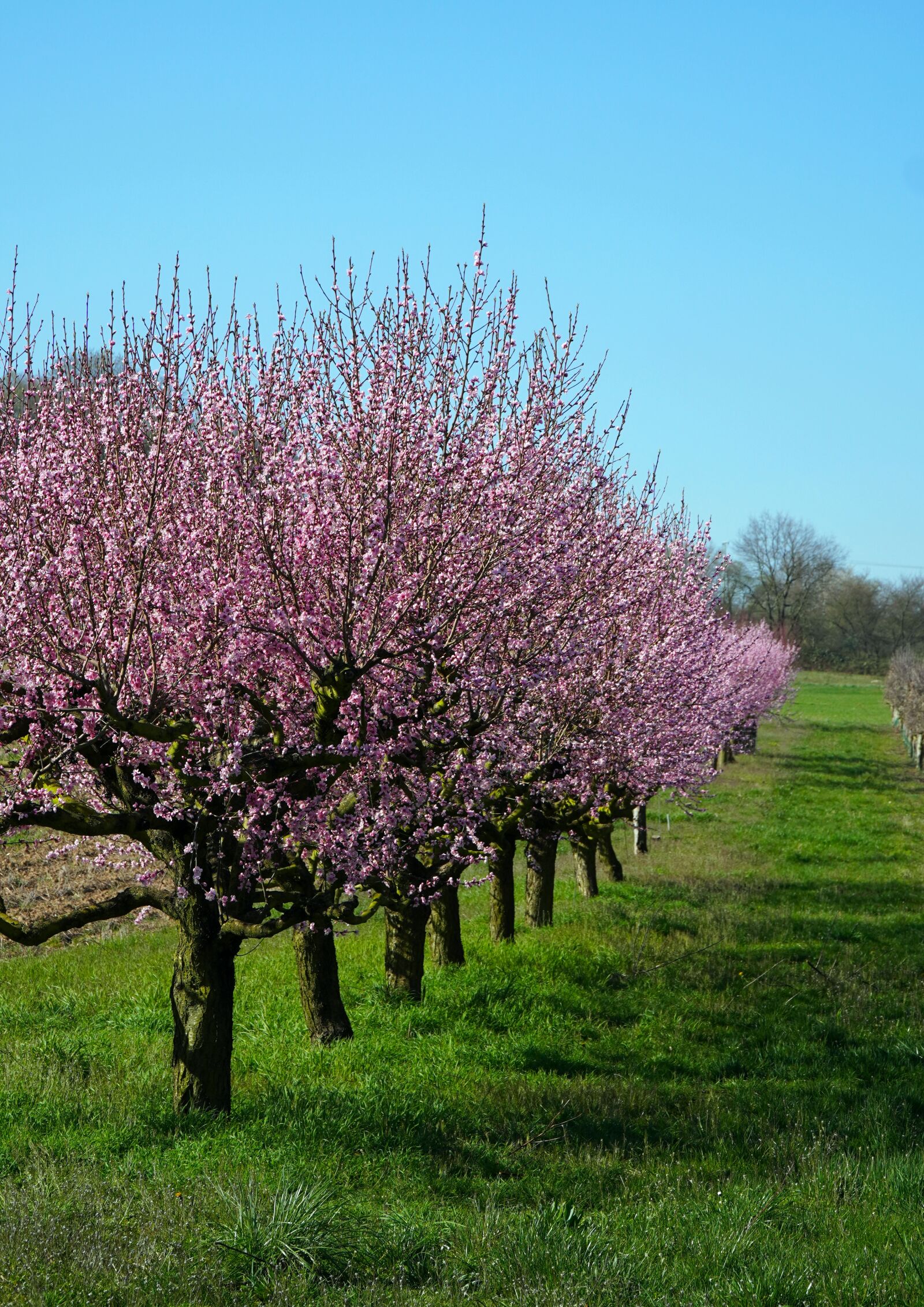 Sony E PZ 18-105mm F4 G OSS sample photo. Cherry trees, blossom, bloom photography